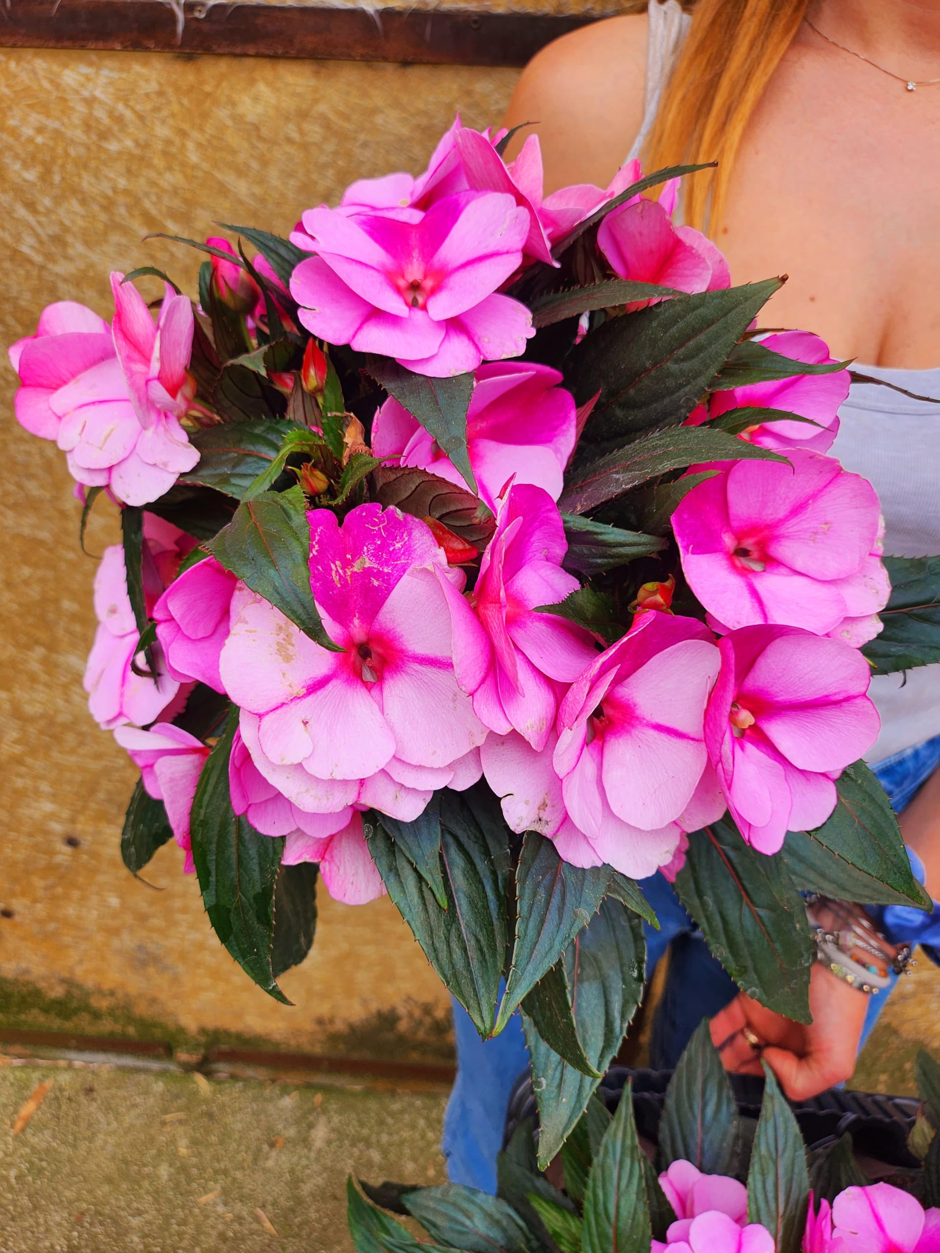 POWERS TO FLOWERS - IMPATIENS NUOVA GUINEA ROSA BICOLORE, 2 PIANTE, VASO 14CM, piante vere