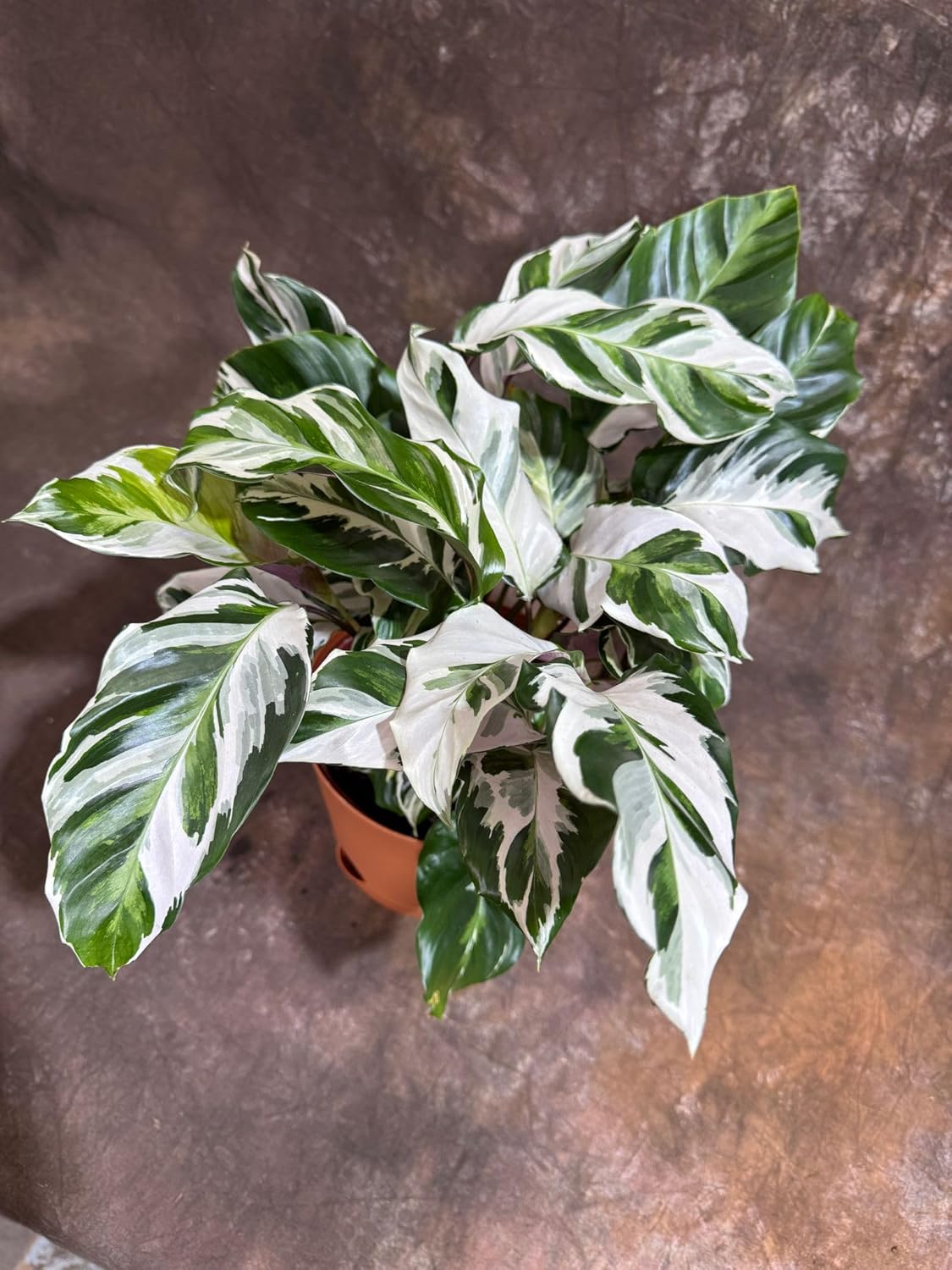 PLANTVERS Calathea Stella in a 6" Grow Pot – Calathea White Fusion – Low Light White Fusion Plant - Easy Care Tropical Houseplant - Variegated Indoor Plant