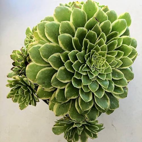Blissful Aeonium Emerald Ice - Maceta de 4 pulgadas, rosetas verdes y blancas abigarradas, tolerantes a la sequía, planta de fácil cuidado para