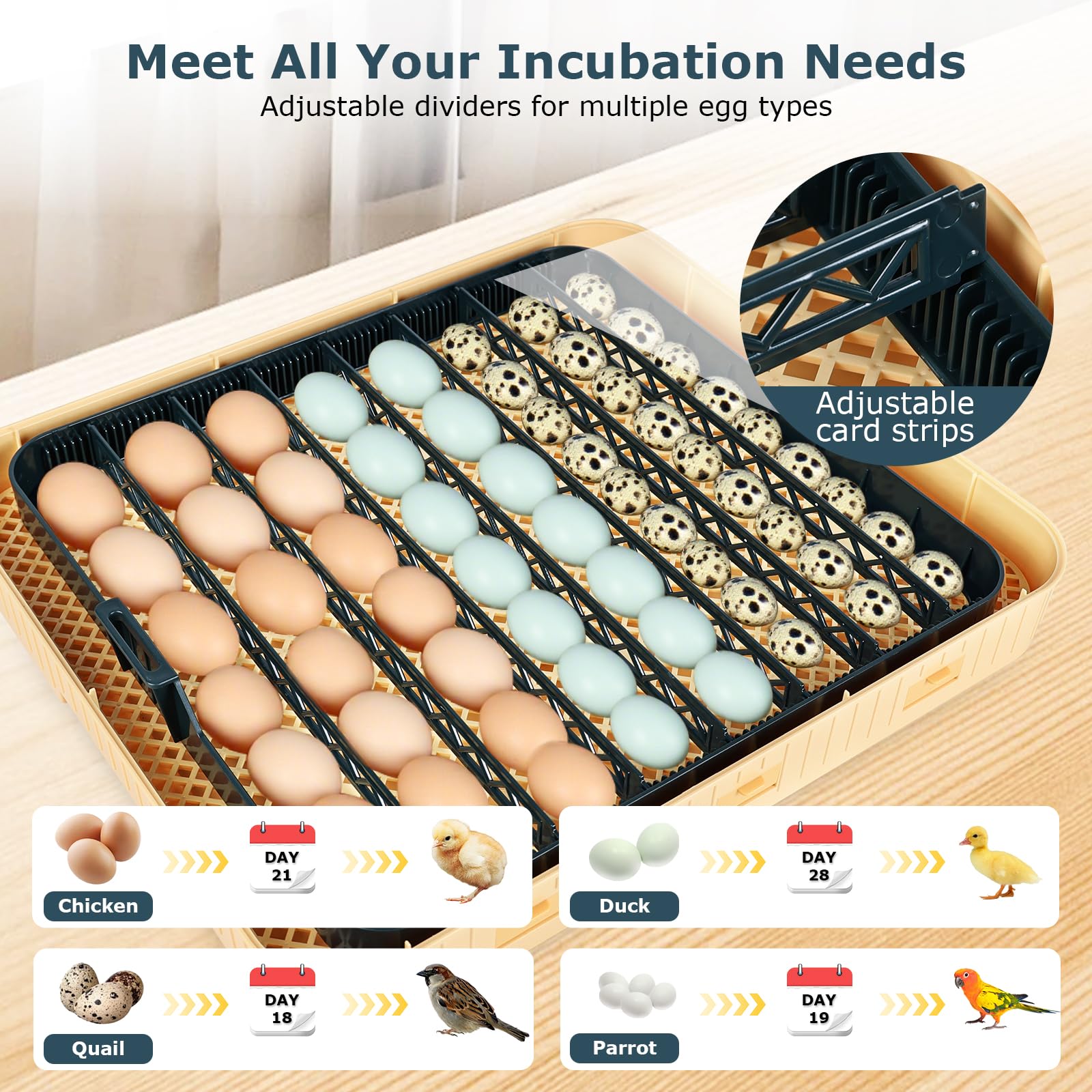 Incubatrice per uova da cova, incubatrice per 56 uova con candela per uova, tornitore automatico per uova, controllo temperatura e umidità, giorno della schiusa, visualizzazione a 360° per pollo
