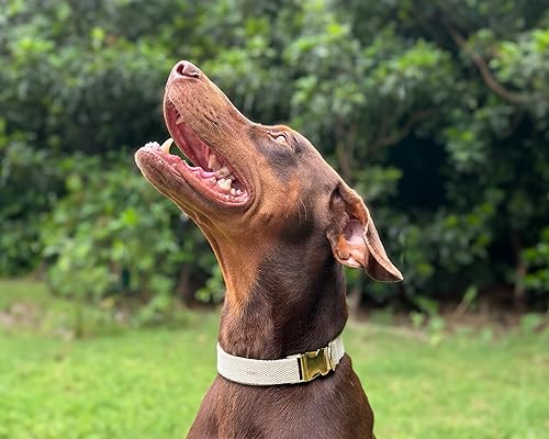 Miniatura 2 de Frezco Collar de perro minimalista ultra duradero, 100% algodón natural y hebilla totalmente metálica, fuerte 300 libras, perfecto para perros