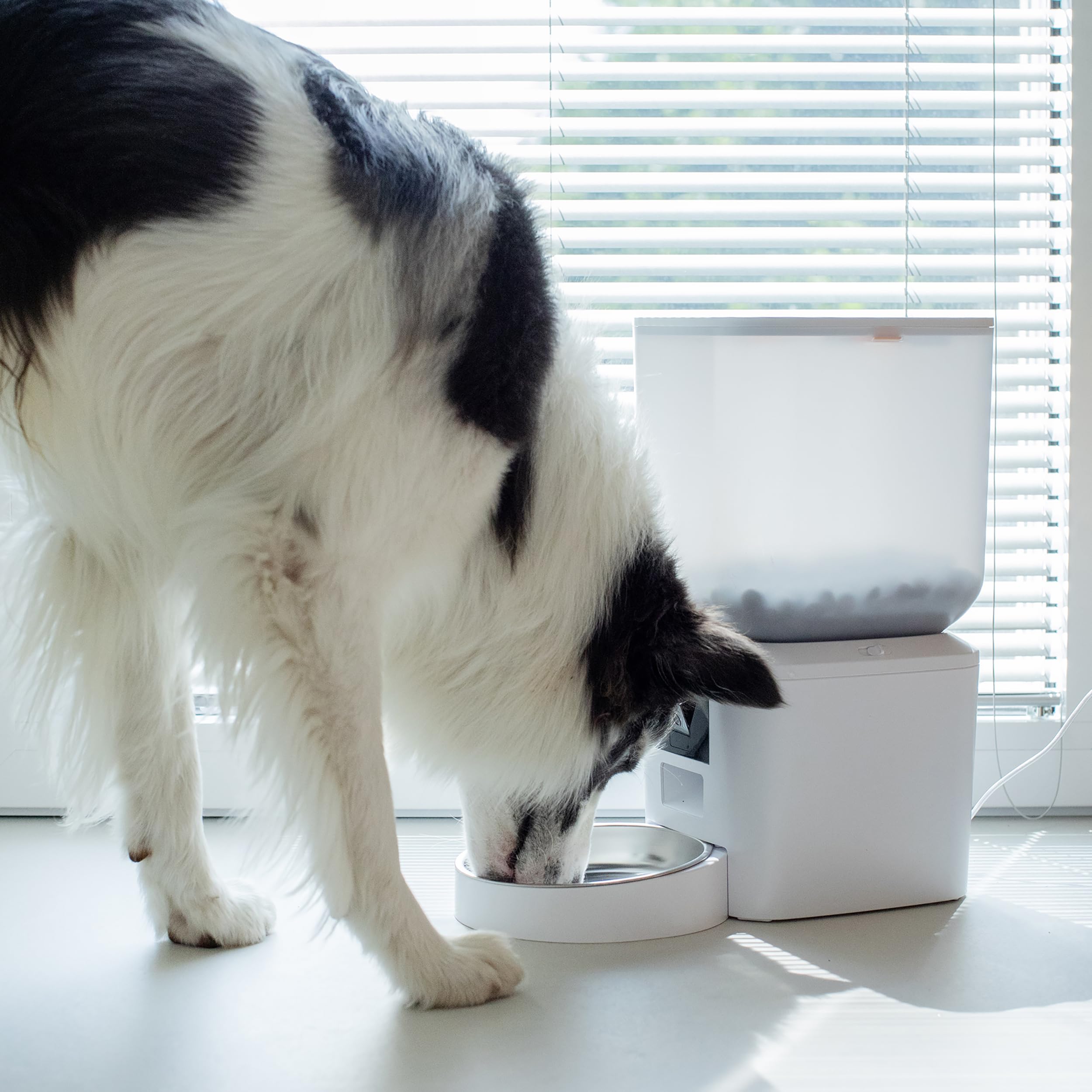Daewoo - Distributore Automatico Cibo Gatti e Cani con Telecamera HD, Capacità 7L, Alimentazione Programmata Fino a 15 Pasti al Giorno, Microfono Integrato, Controllo Remoto tramite App Tuya