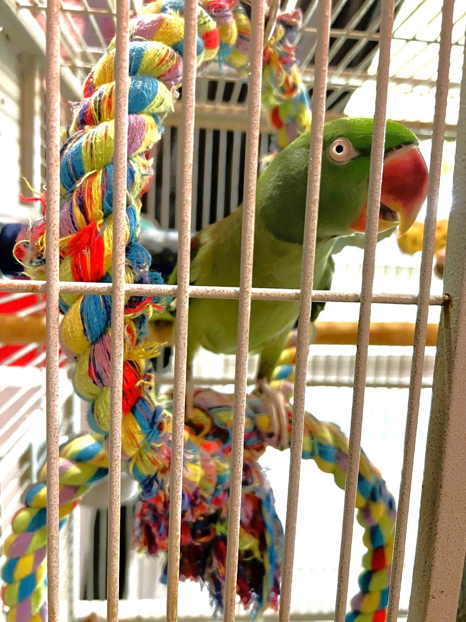 Polly's Double Ring & Swing Cotton Rope Cage Perch Hanging Bird Swing for Parakeets, Cockaties, Amazons, Macaws, Cockatoos (Large)