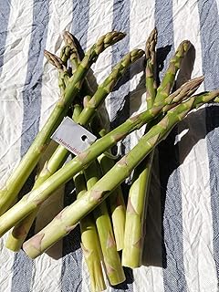 Hundredfold 20 Green Asparagus Crowns - Asparagus officinalis Non-GMO, Long-Lived Perennial Bare-Root Live Root-Balls Root Ball, Quebec Grown, Grow Your Own Homegrown Vegetable