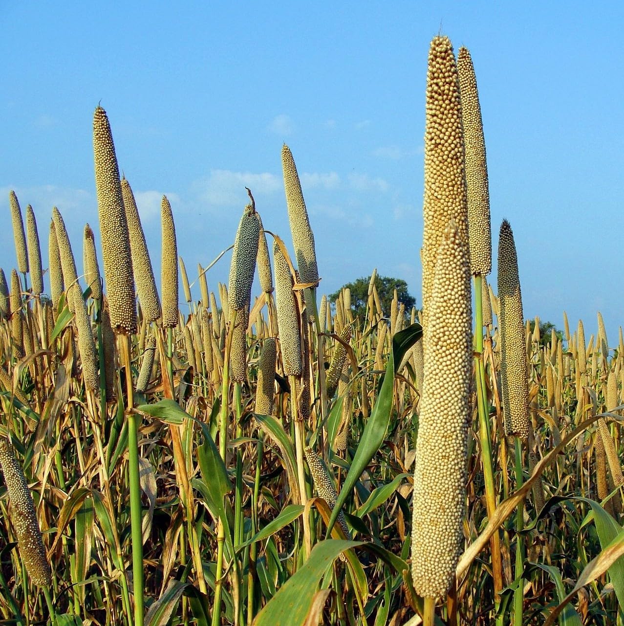 Quality Hybrid Bajra Seeds for Cultivation – 1 Kilogram-image-41