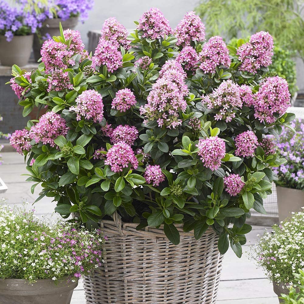Escallonia Plants 'Pink Elle' 9cm Plants x 2. Prolific Flowering Shrub. Large Pink Flowers.