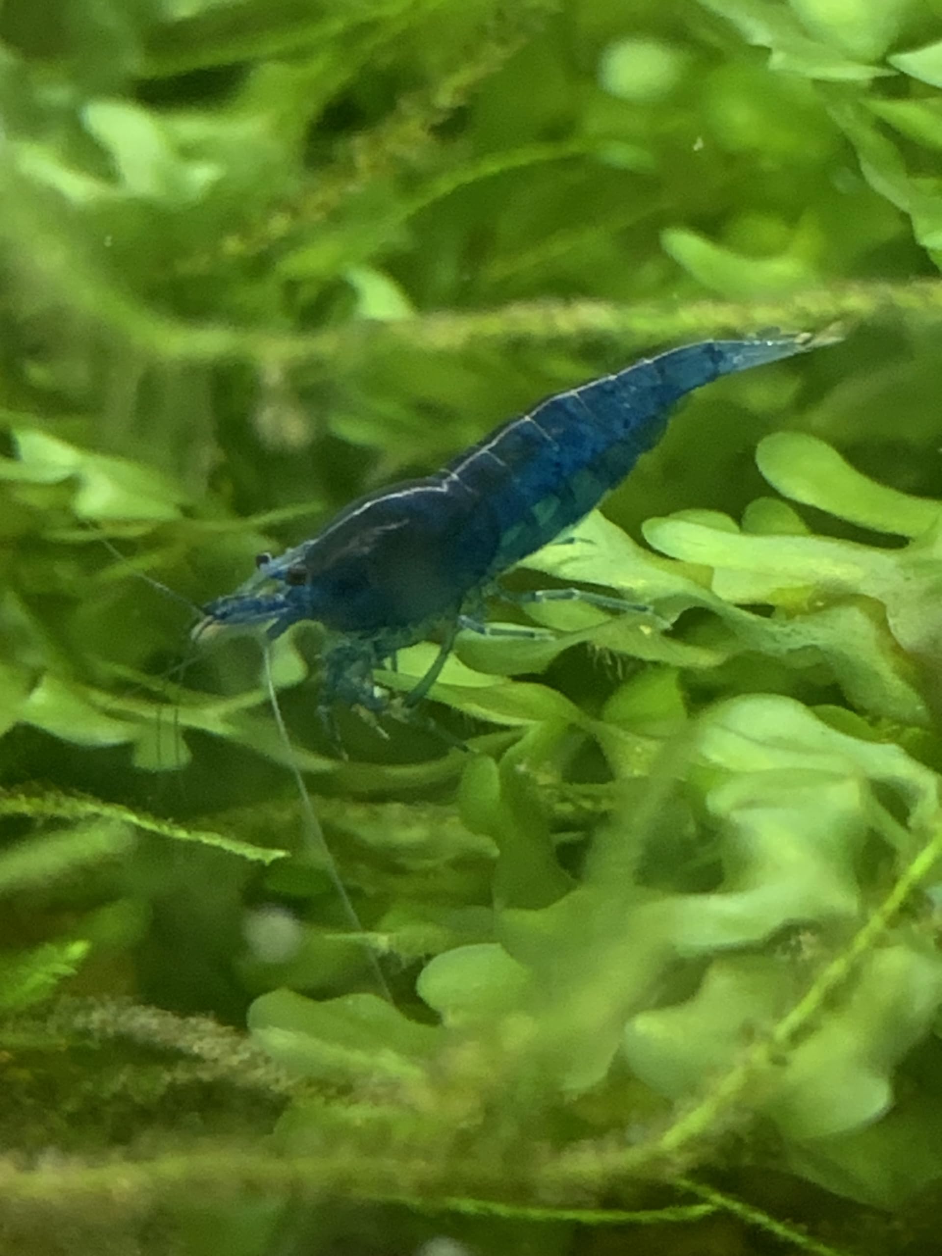 Crevette Bleue Lot de 10 Crevettes Blue Velvet Crevette d'Aquarium Neocaridina