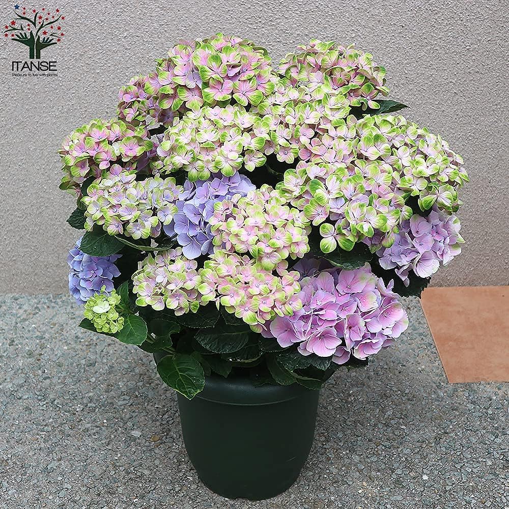 今季ブランド アジサイ マジカルコーラル ピンク 8号鉢大苗 品種で選べる花木苗 1個売り 学名 Hydrangea Macrophylla ユキノシタ科アジサイ属 落葉性低木 マジカルコーラル ピンクは緑とピンクが混ざりあった花色の個性的な西洋アジサイ 花 今季ブランド アジサイ マジカルコーラル ピンク 8号鉢大苗 品種で選べる花木苗 1個売り 学名 Hydrangea Macrophylla ユキノシタ科アジサイ属 落葉性低木 マジカルコーラル ピンクは緑とピンクが混ざりあった花色の個性的な西洋アジサイ 花