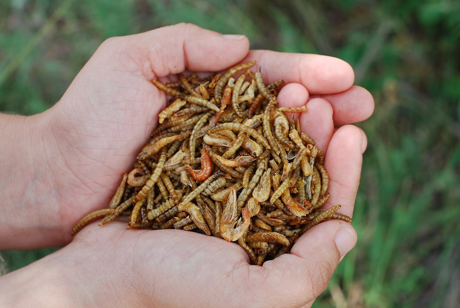 Shake a Shrimp - Mealworm & Shrimp Chicken or Duck Treat with Reusable Shaker | Premium Poultry Duck Treat Mix Protein, Calcium & Omega 3's | 1.2 lbs