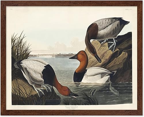 Miniatura 128 de Poster Master Póster vintage de colibríes, impresión de formas de arte retro en la naturaleza, arte de pájaros, regalo para él, ella y amante de los