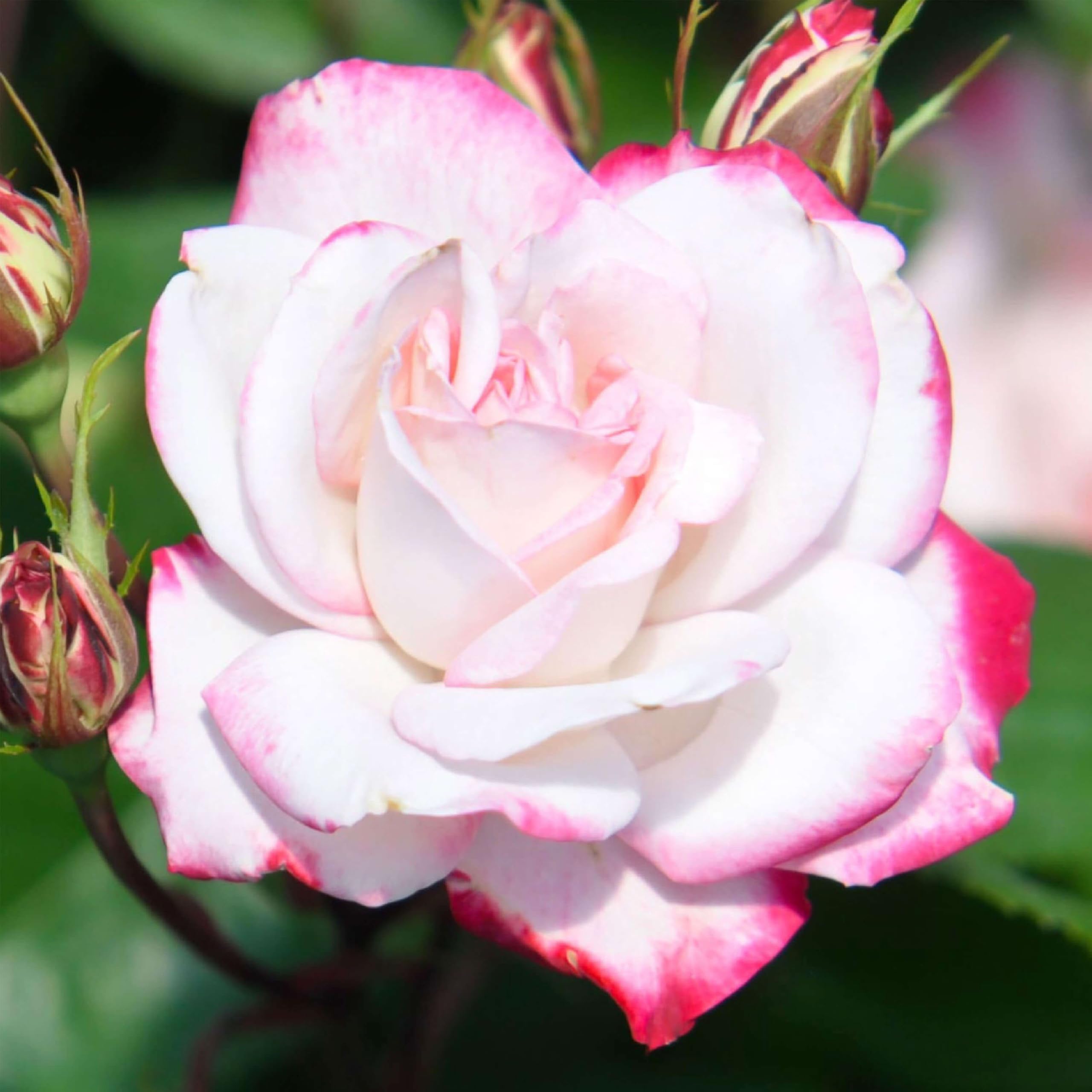 Amazon.com : Heirloom Floribunda Roses, Live Own Root Plant, Candy