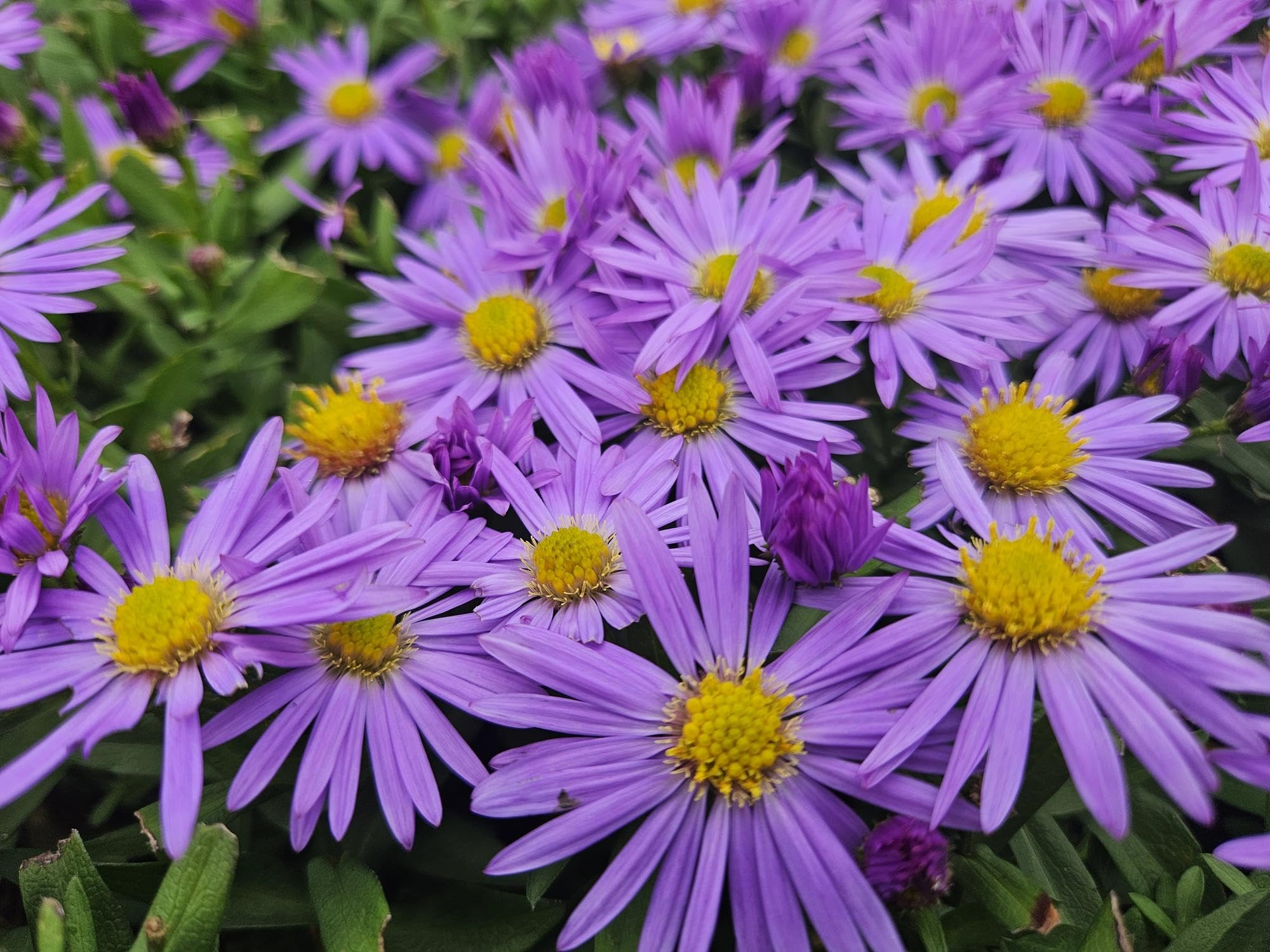 Poduszka Aster (D) "Prof. Anton Kippenberg", 10-25 cm, Ø 9 cm, 6 roślin, fioletowe jesienne kwiaty, łatwa w pielęgnacji, grządki i doniczki