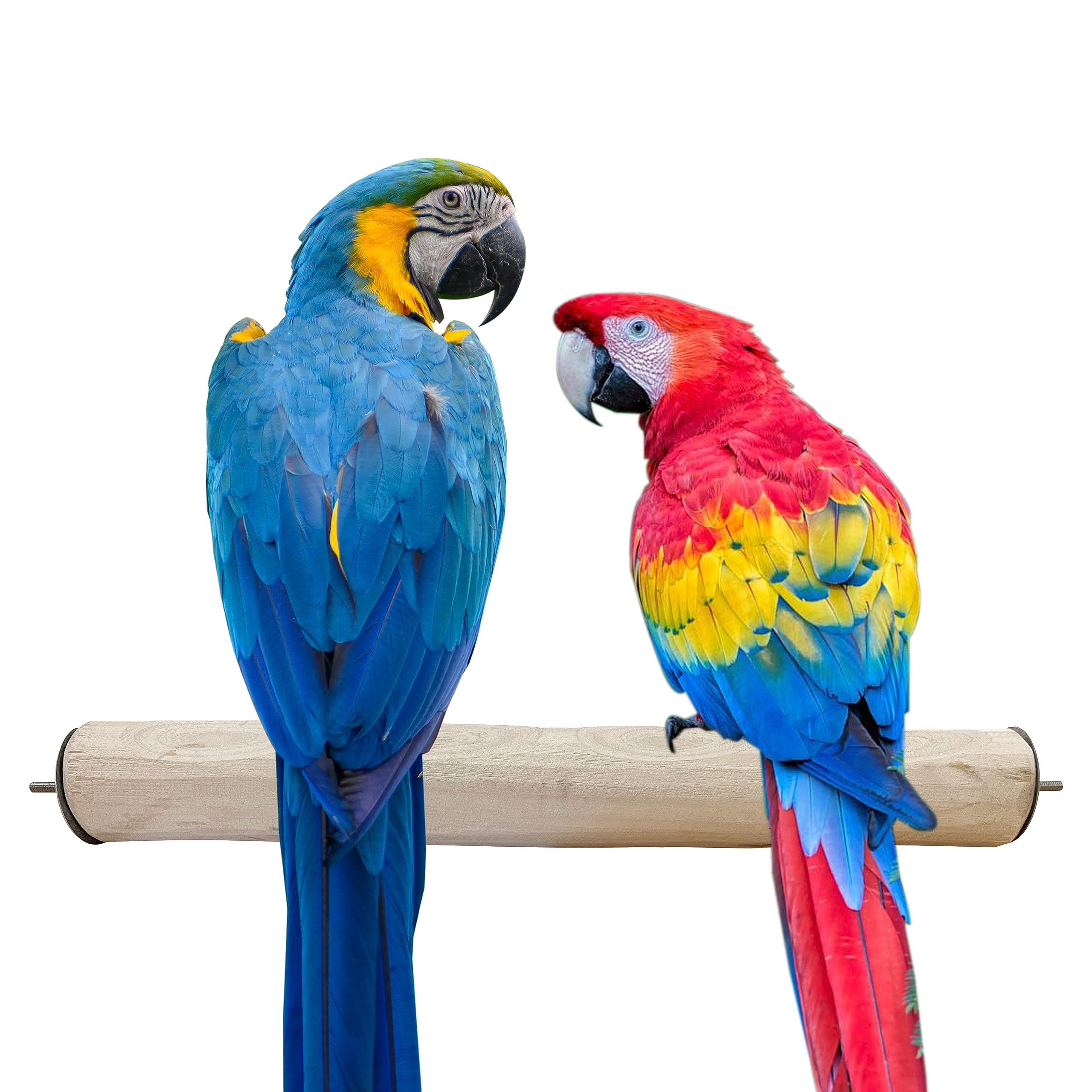 Congo® 18" Inch Dotted Perch Made with Safe Eucalyptus Wood for African Grey, Macaw, Cockatoos, Amazon and Other Big Birds (Piece of 01) (B098NJ79LR) Amazon Price History, Amazon Price Tracker