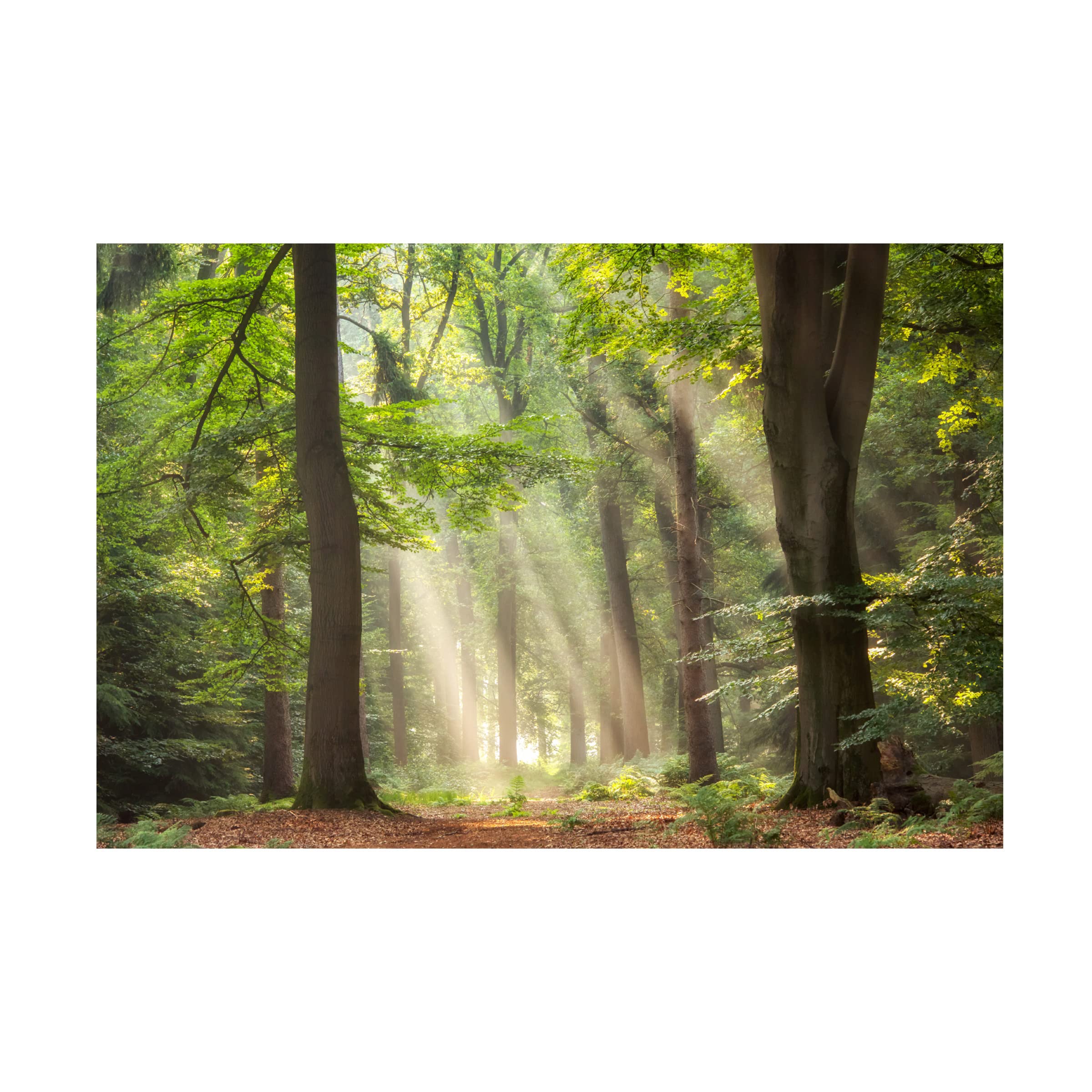 Trademark Fine Art 'A Touch Of Glory' Canvas Art by Lars Van de Goor