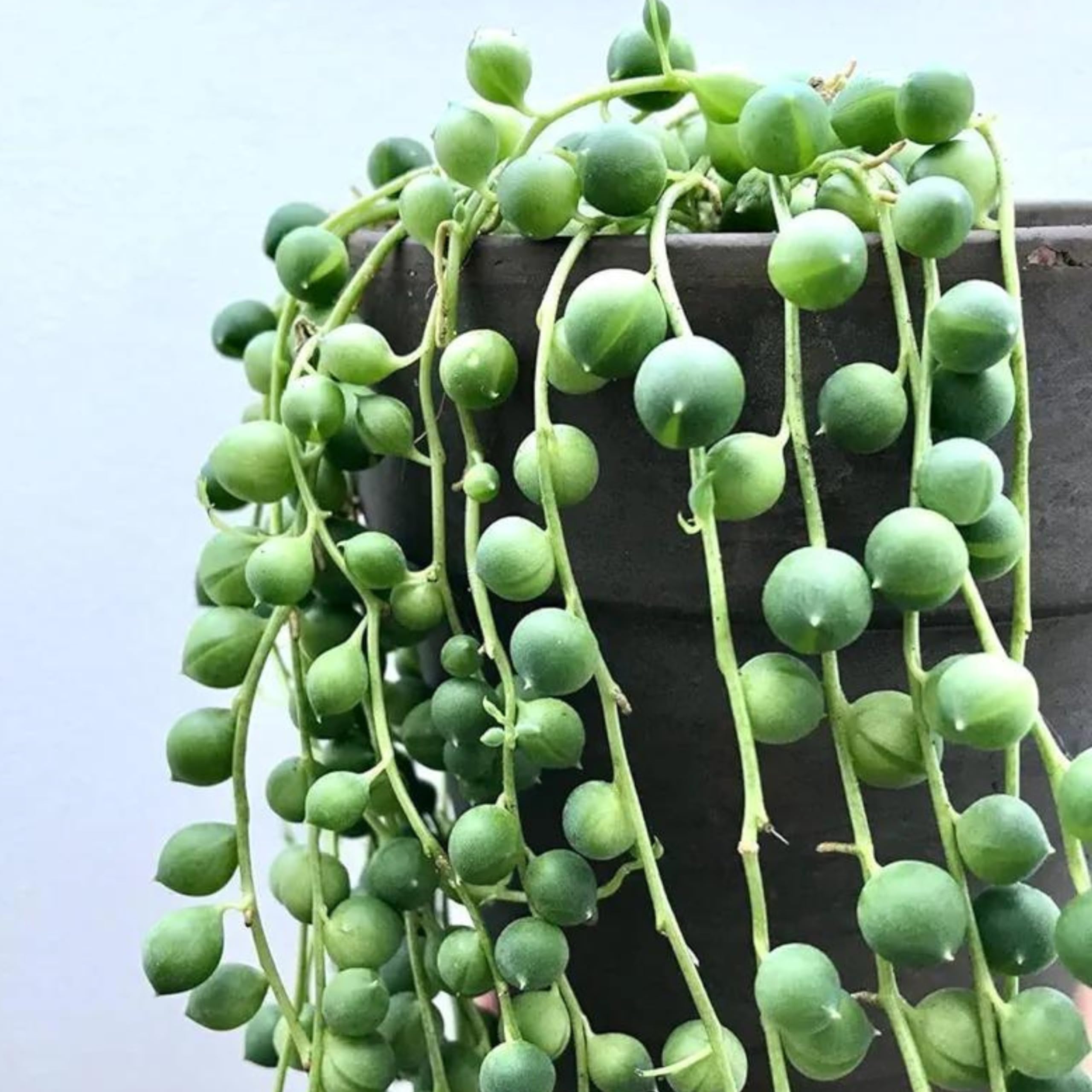 GrowHeaven Live,Real String of Pearls (Senecio rowleyanus) Secculent Indoor Or Outdoor Plant With Pot Come With Safe Packing (B0CZSYPR7Q) Amazon Price History, Amazon Price Tracker