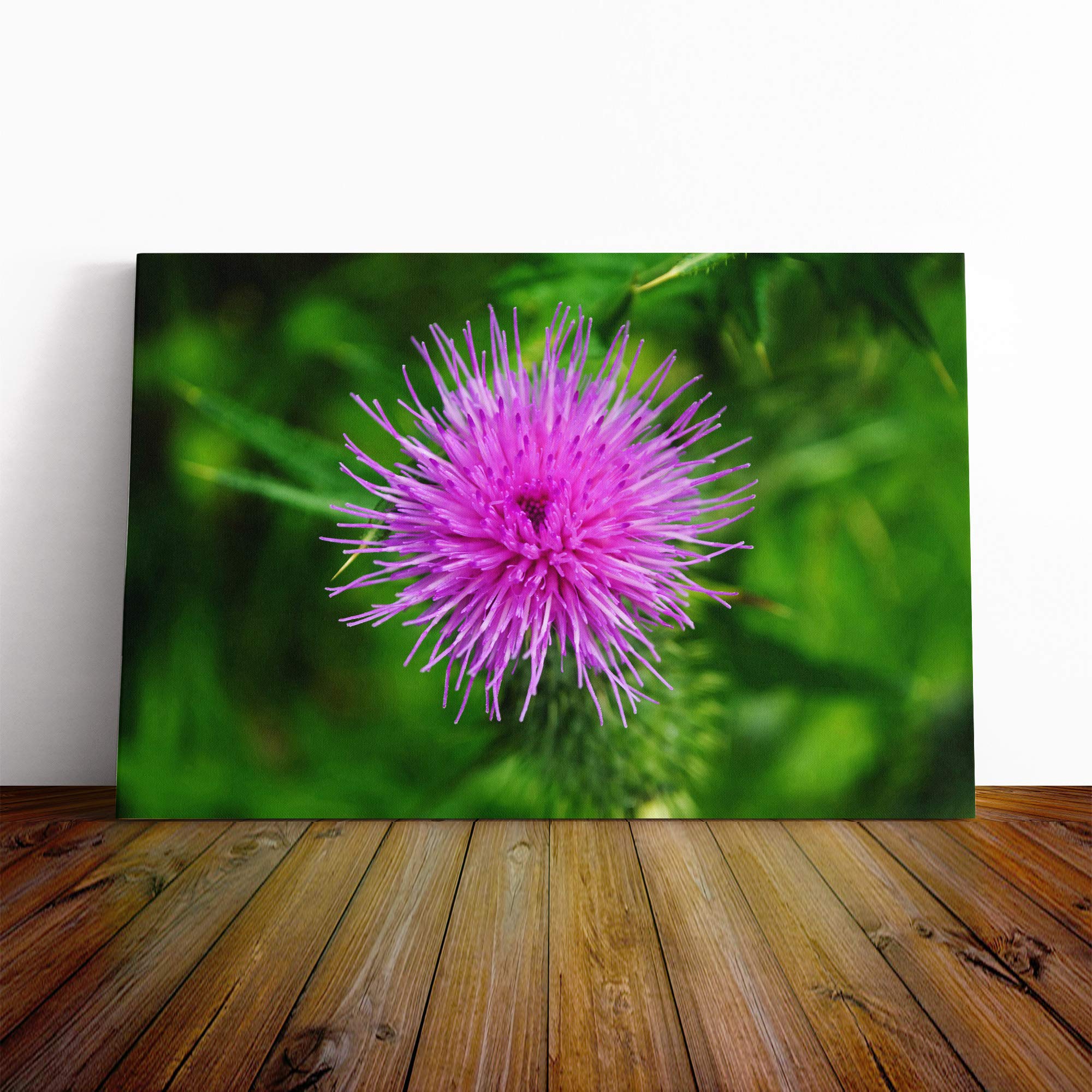 Thistle Flower (1) Canvas Print | Gallery Wrapped 30mm Frame Wall Art | 30x20 inches | Ready to Hang | Modern Floral Picture | Living Room Bedroom Lounge Office