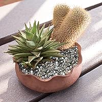 Vista 7 de Conchas trituradas para manualidades, conchas marinas para arte de bricolaje, rellenos de jarrón, dispersión de mesa, recuerdo de fiesta, decoración