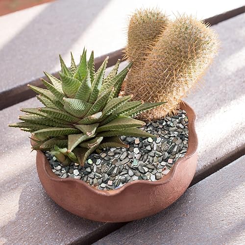 Miniatura 7 de Conchas trituradas para manualidades, conchas marinas para arte de bricolaje, rellenos de jarrón, dispersión de mesa, recuerdo de fiesta, decoración