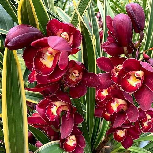 CHUXAY GARDEN Semilla de orquídea Cymbidium roja rara, 100 semillas, planta ornamental, planta de interior, invernadero, plantas de conservatorio,