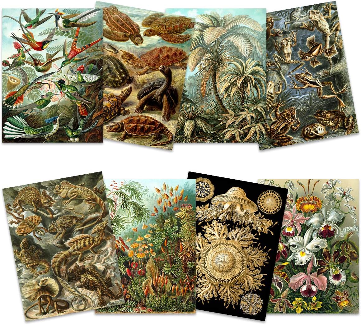 Ernst Haeckel Kunstformen Der Natur Plates Nature Vintage Various Land Sea Biology Art Print Poster Home Decor Premium Pack of 8