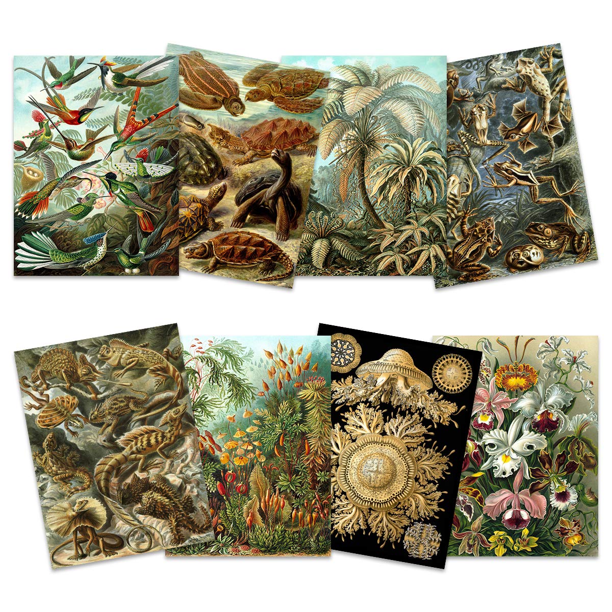 Artery8 Ernst Haeckel Nature Art Print Poster Set 12x16 Inch