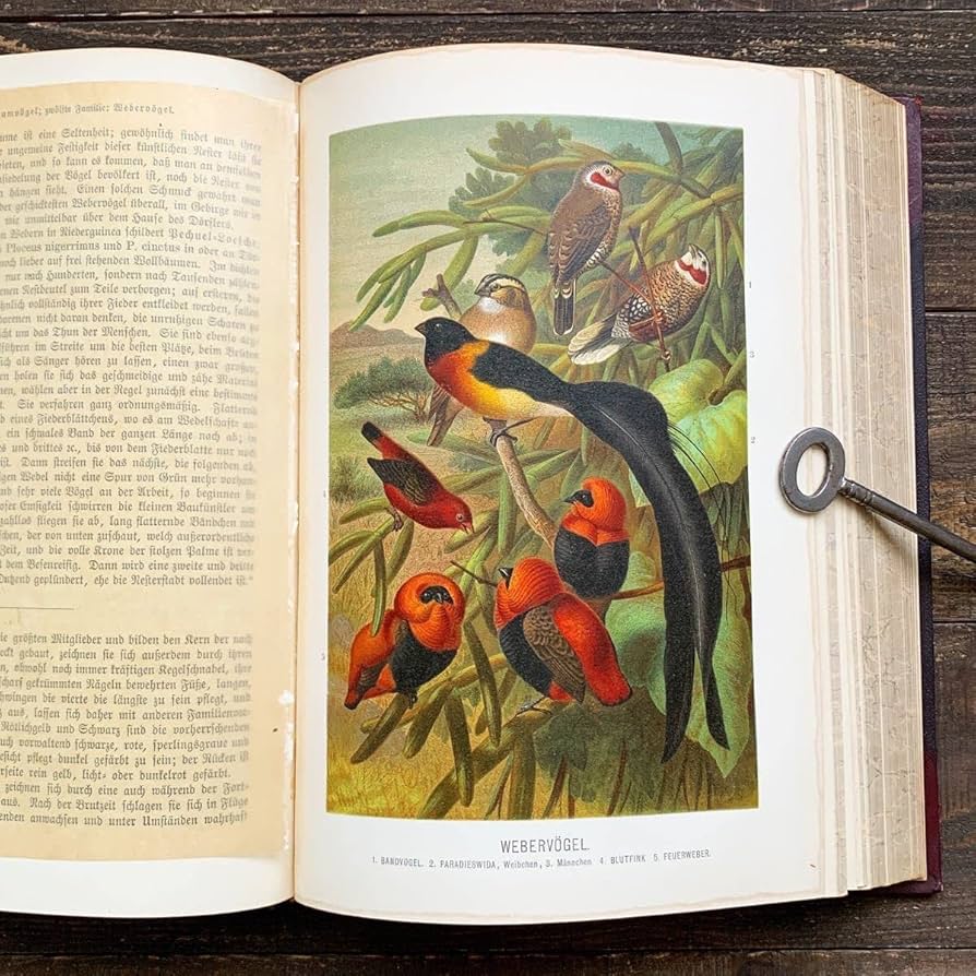 アンティーク 本 ドイツの犬の品種 珍しい本 ドイツ語 レア 洋書 Amazon.co.jp: 1900年ドイツの古い鳥類図鑑Dogel 1アンティーク