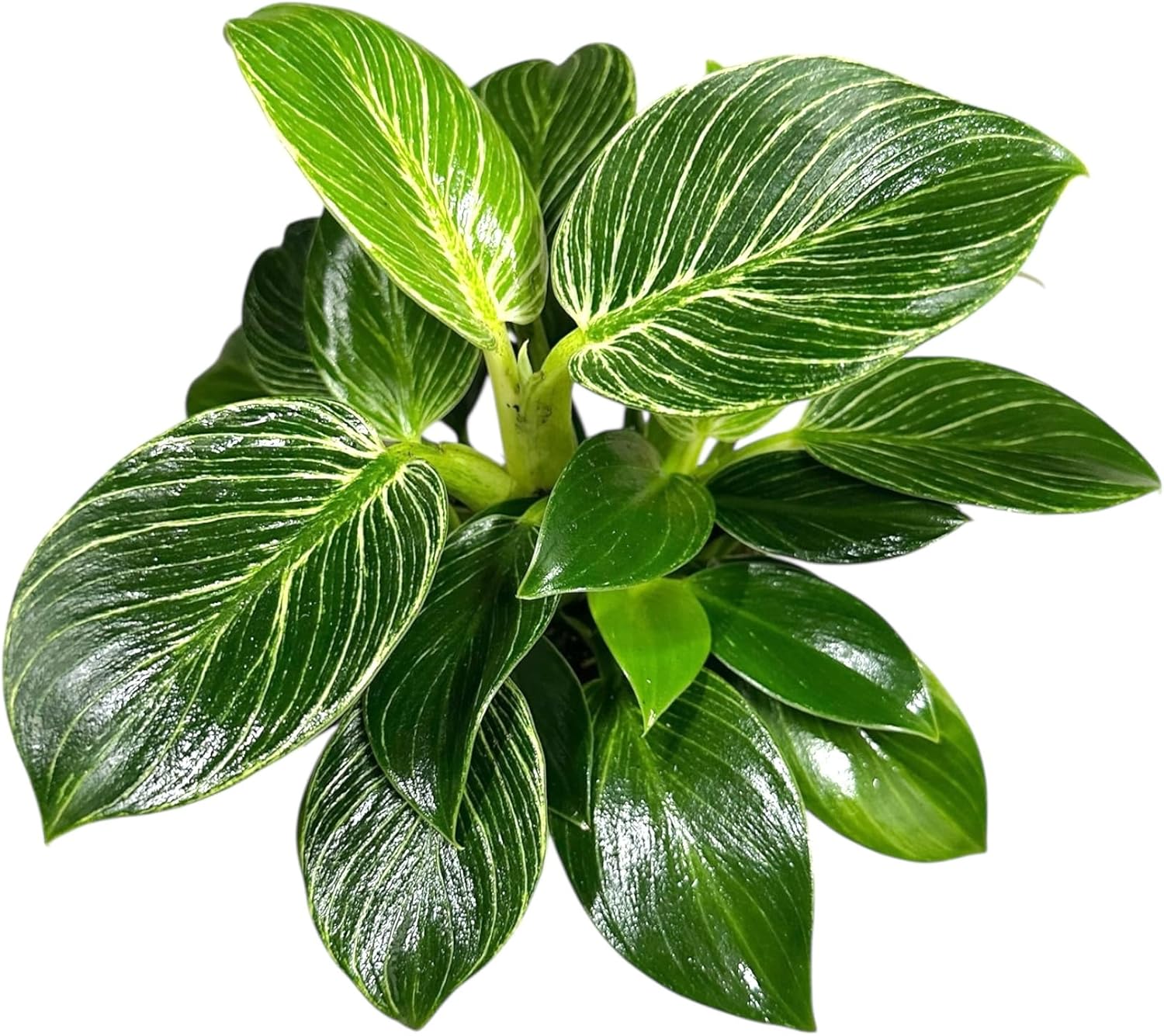 Hopewind Plnats Shop - Philodendron Live Plant, Air Purifying, Easy Care, Easy to Grow, Rare Variety, Live Indoor Plant, 4 inch Pot (Philodendron Birkin)