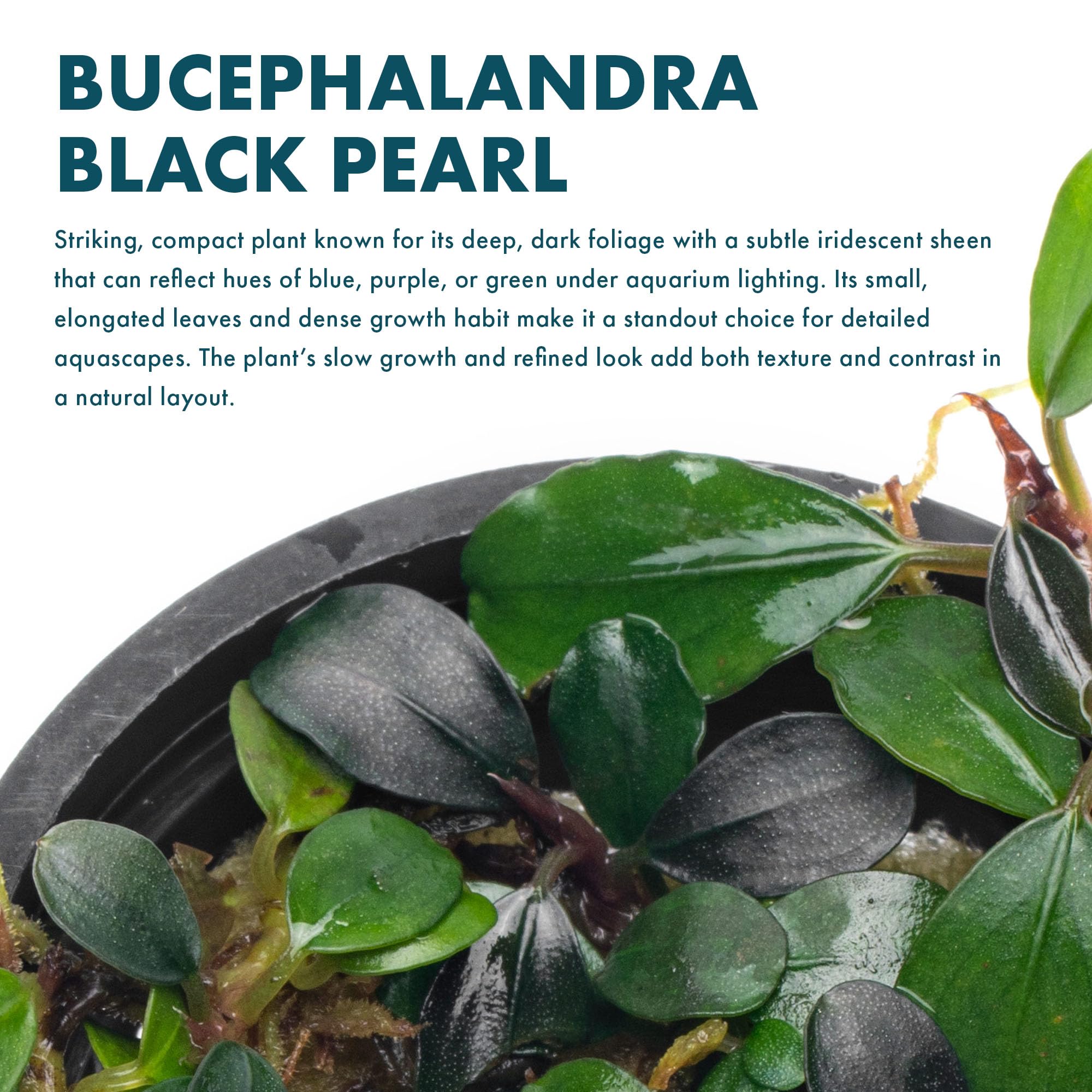 Amazon.com: SubstrateSource Bucephalandra Black Pearl Potted Live