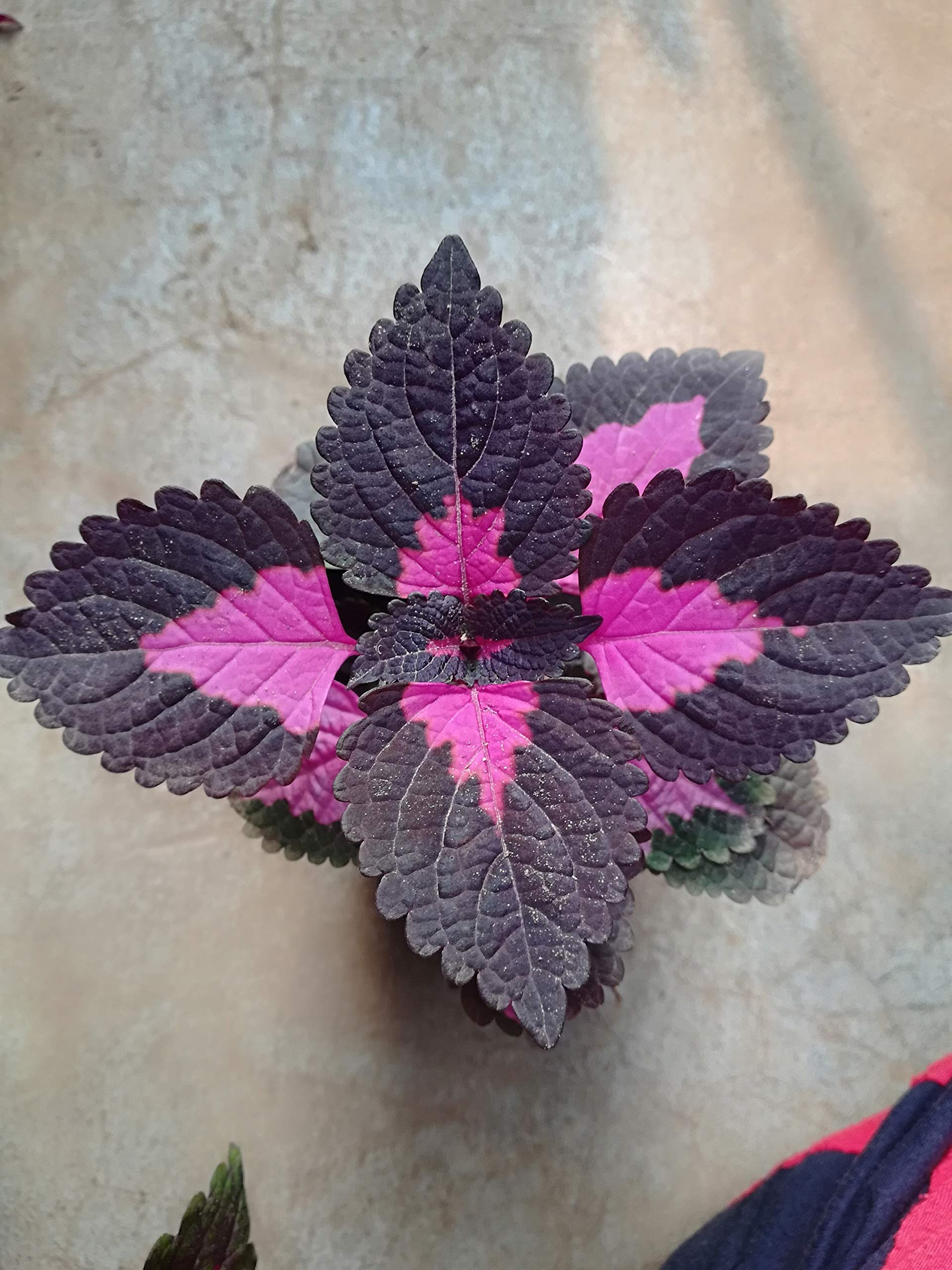 See full amazon price history chart for Guruji Plantation - Coleus Live Plant Solenostemon Dark Purple Color Foliage Leaves with Black Pot and Free Fertilizer Guruji Plantation - Coleus Live Plant Solenostemon Dark Purple Color Foliage Leaves with Black Pot and Free Fertilizer (B08WQ7XBRK) Amazon Price History, Amazon Price Tracker