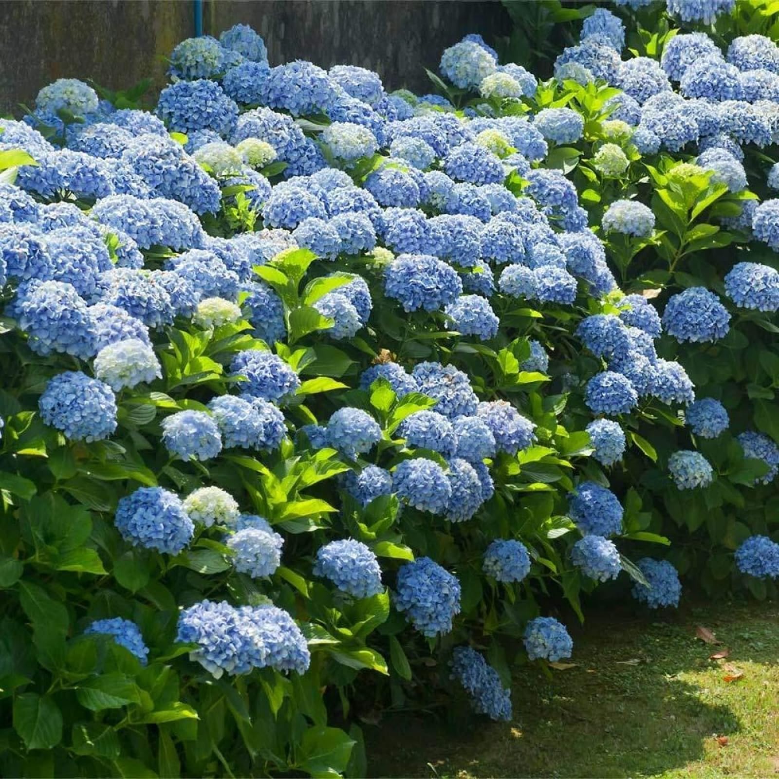 Carbeth Plants Blue Hydrangea in 5L Pot - Summer Garden Plant