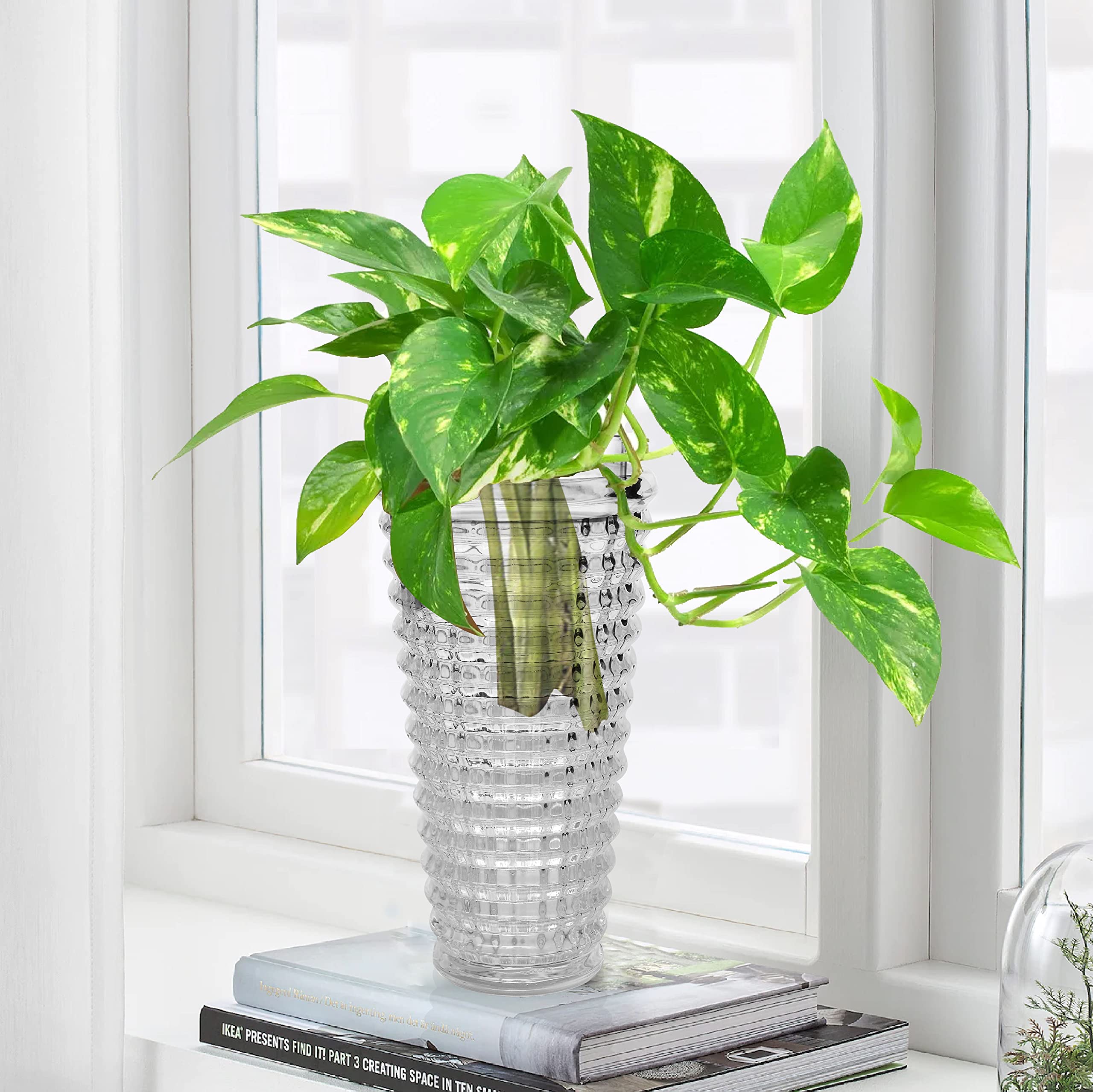 Pure Source India Glass Round Rib Flower Vase | Money Plant Pot | Without Flower/Money Plant (Heavy Weight - Crystal Clear 8 x 4 Inch)-image-32