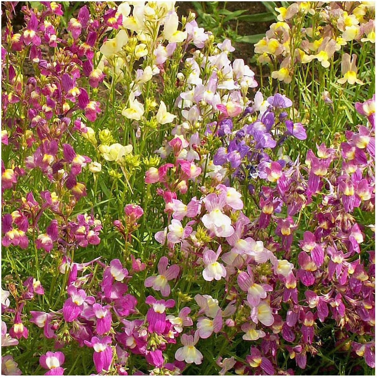 Everwilde Farms - 1 Lb Northern Lights Mix Tall Snapdragon Wildflower Seeds - Gold Vault