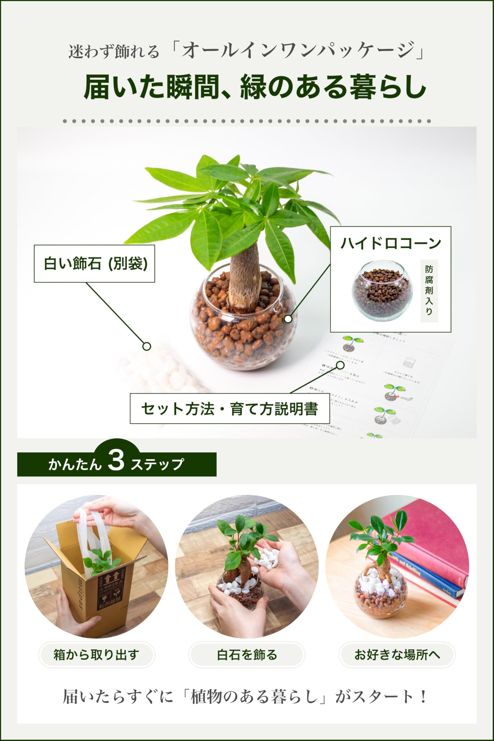 miipas パキラ 観葉植物 ミニ ハイドロカルチャー