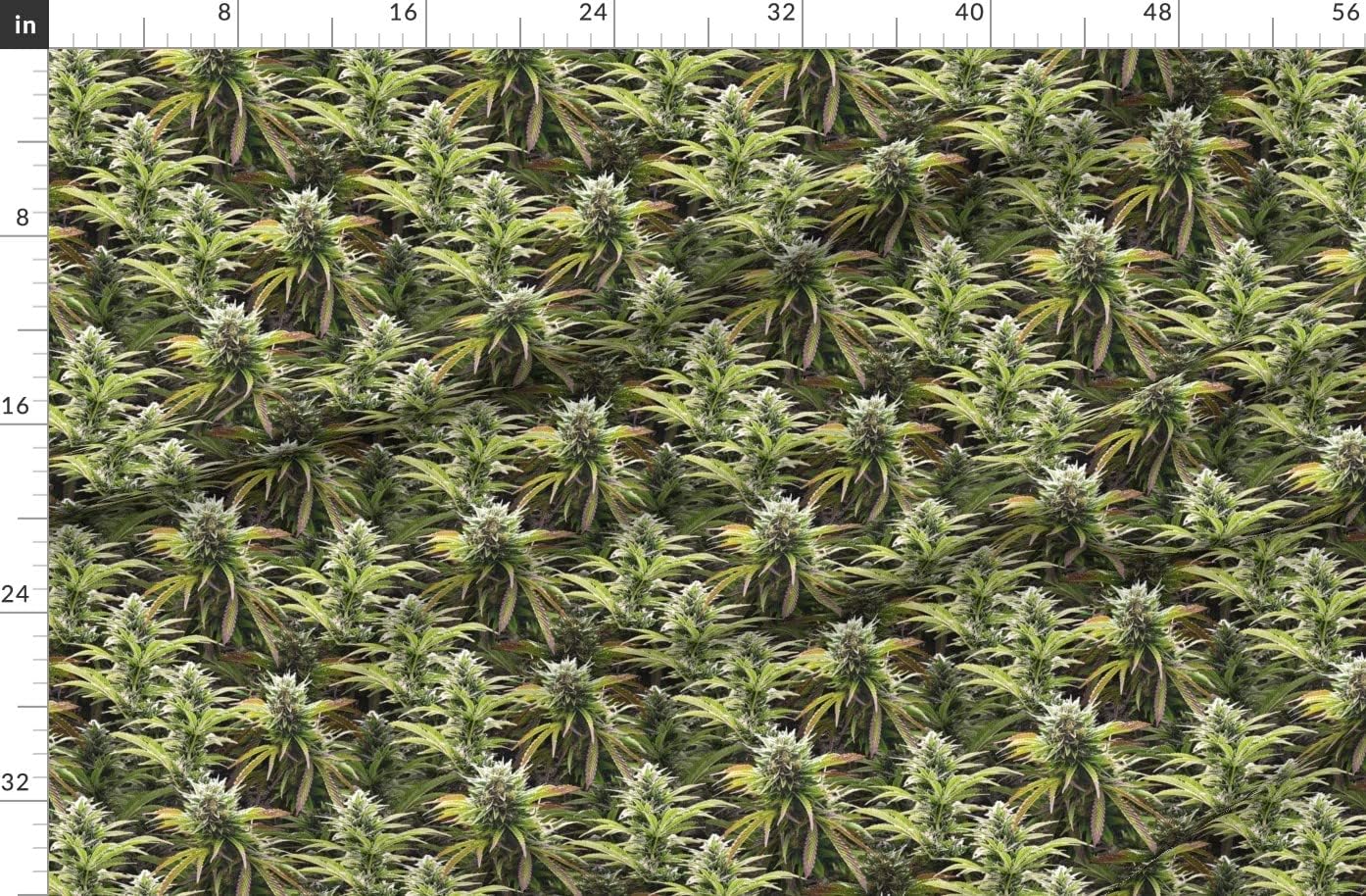 Spoonflower Fabric - Big Marijuana Cannabis 420 Weed Grass Printed on Organic Cotton Sateen Fabric by The Yard - Sewing Quilting Apparel Home Decor