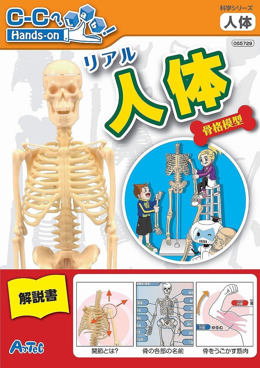 Amazon | 【科学工作】人のからだ リアル人体骨格模型 | 生物・動物