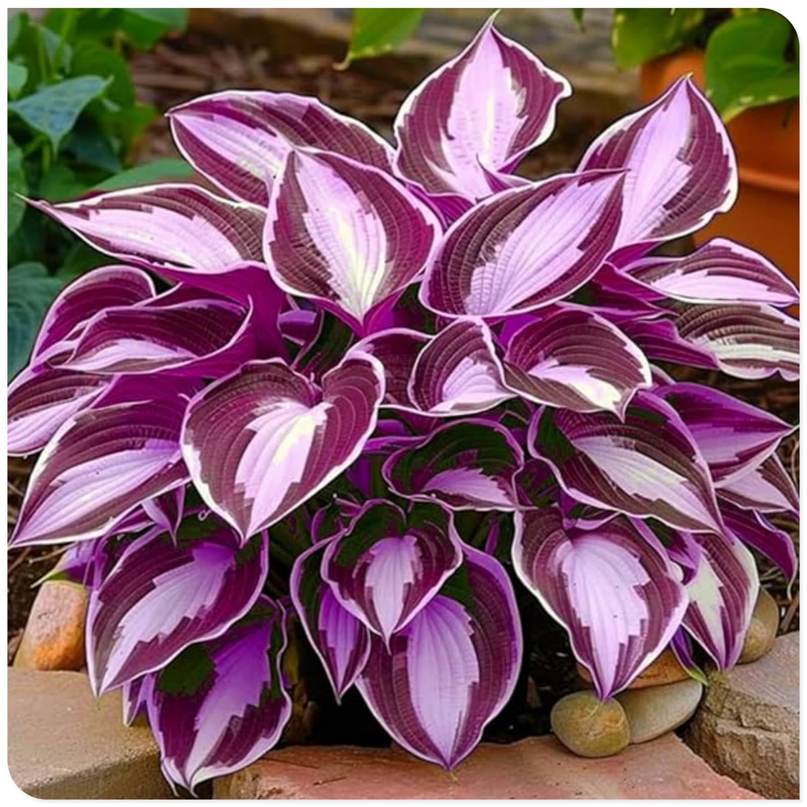 Hosta Bulbs Fall Planting UK/Plants/Rhizome/Resistant/Bedding/Gorgeous/Ornamental/Potted/Hosta Plant-E-8 Bulbs โ image 1