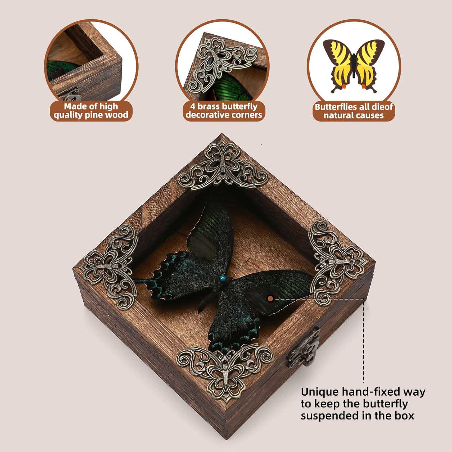 Taxidermy Butterfly Shadow Box Picture Frame - Real Butterfly Framed Meticulously Handcrafted, Framed Butterfly Taxidermy Gothic Room Decor (Green-Banded Queen Butterfly (Family Papilionidae))
