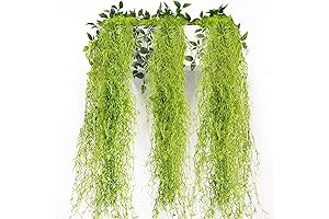 Enchanting Spanish Moss Air Plant Adornment