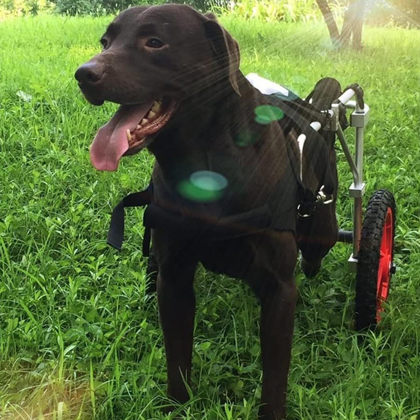 Silla de ruedas para perros: andador suave y cómodo para volver a caminar