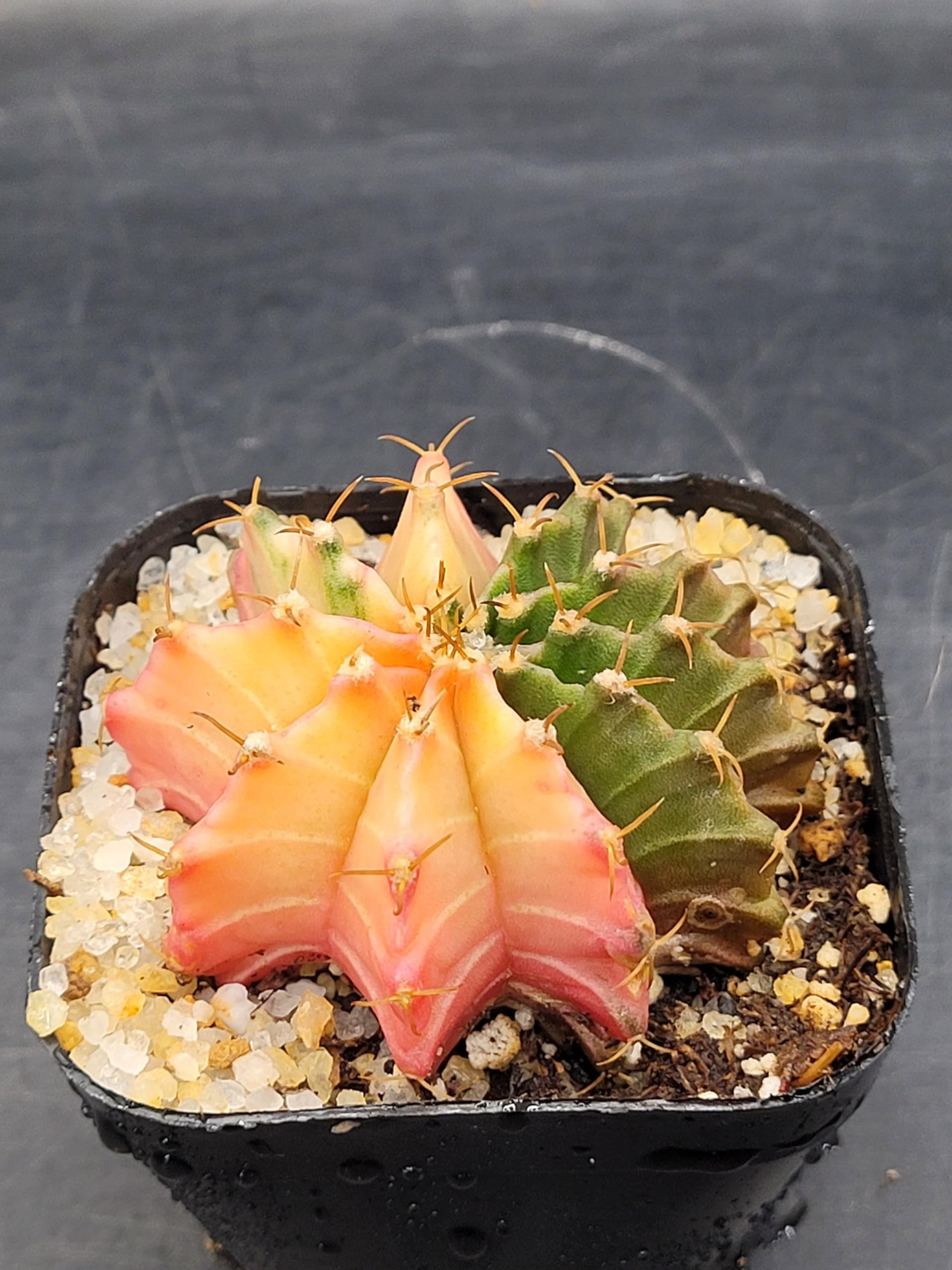 Amazon.com : Gymnocalycium Mihanovichii Variegated Cactus, 2-2.5 inch,  Colorful Moon Cactus (1) : Patio, Lawn & Garden