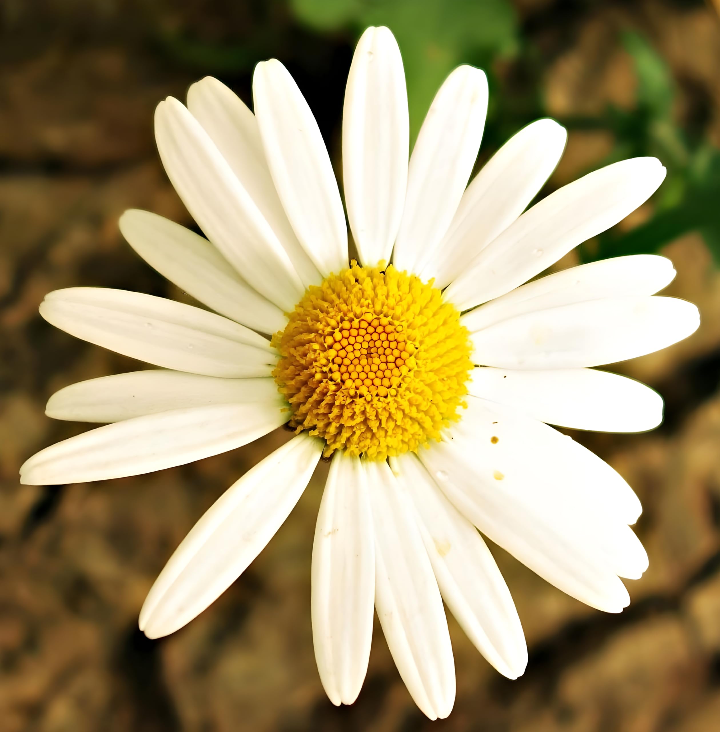 ARABIA エステリ \"Chrysanthemum leucanthemum\" Chrysanthemum leucanthemum, Ox Eye Daisy Seed (Leucanthemum