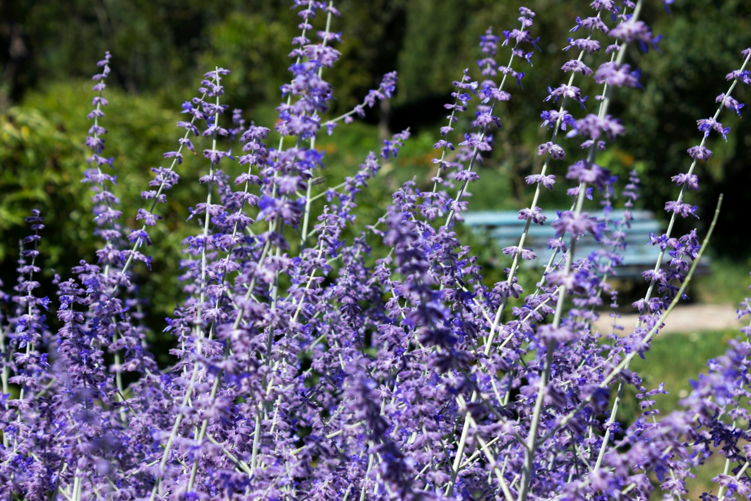 Stauden Gänge 3 x Perovskia atriplicifolia 'Blue Spire' (Gehölz/Winterhart/Mehrjährig/Bodendecker/Bienenfreundlich) Blauraute - Duftende Eleganz in sanften Blautönen - toller Duft