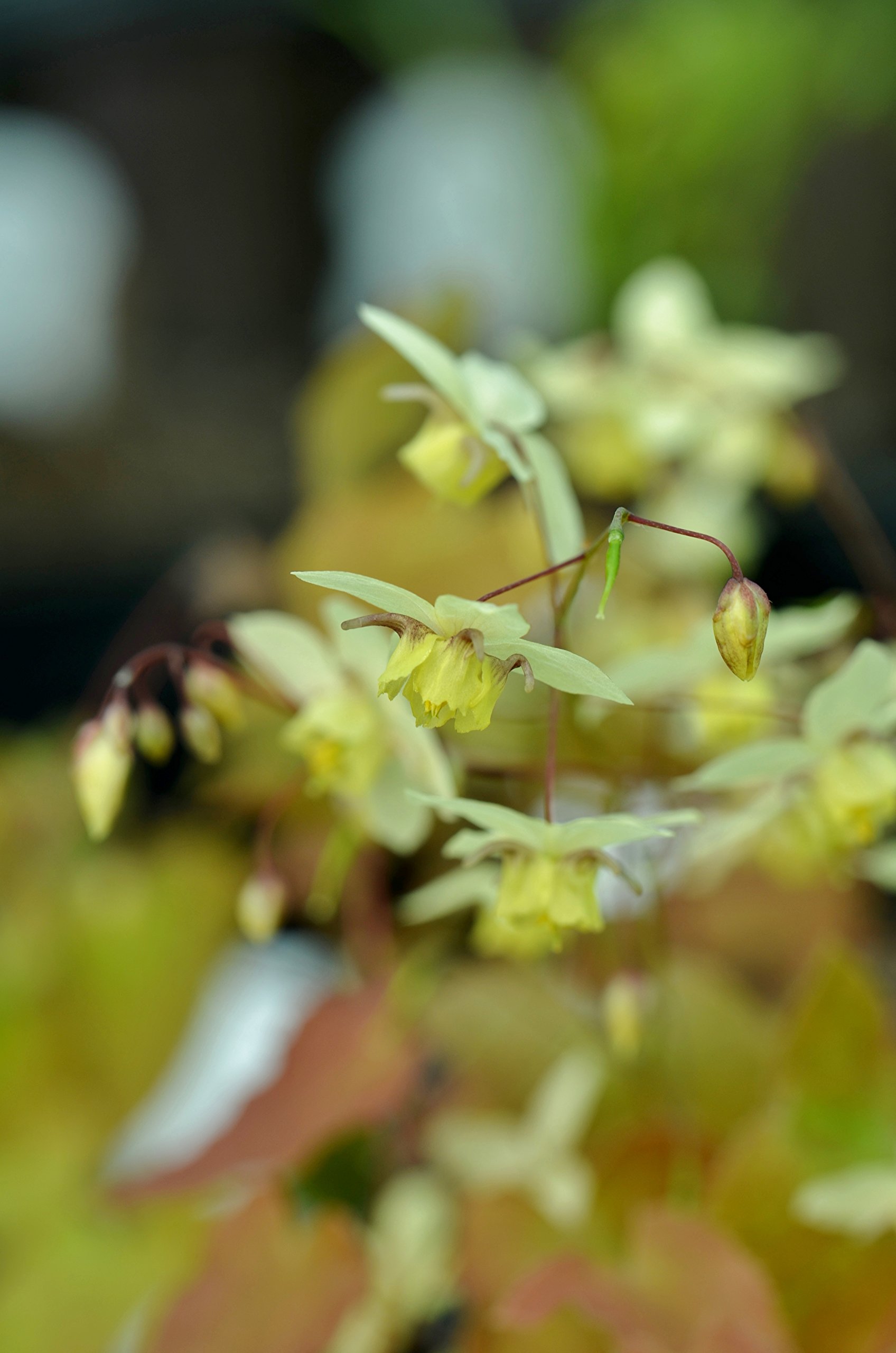 Epimedium x versicolor 'Neosulphureum'
