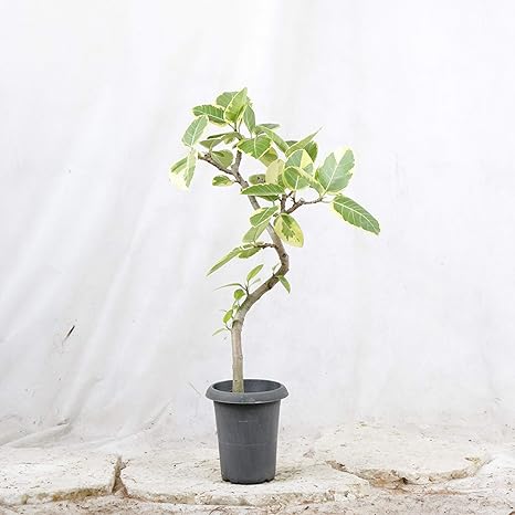 Amazon アルテシマ 通常鉢 6号 高さ70 程度 観葉植物 室内向け 沖縄から直送 観葉植物 オンライン通販