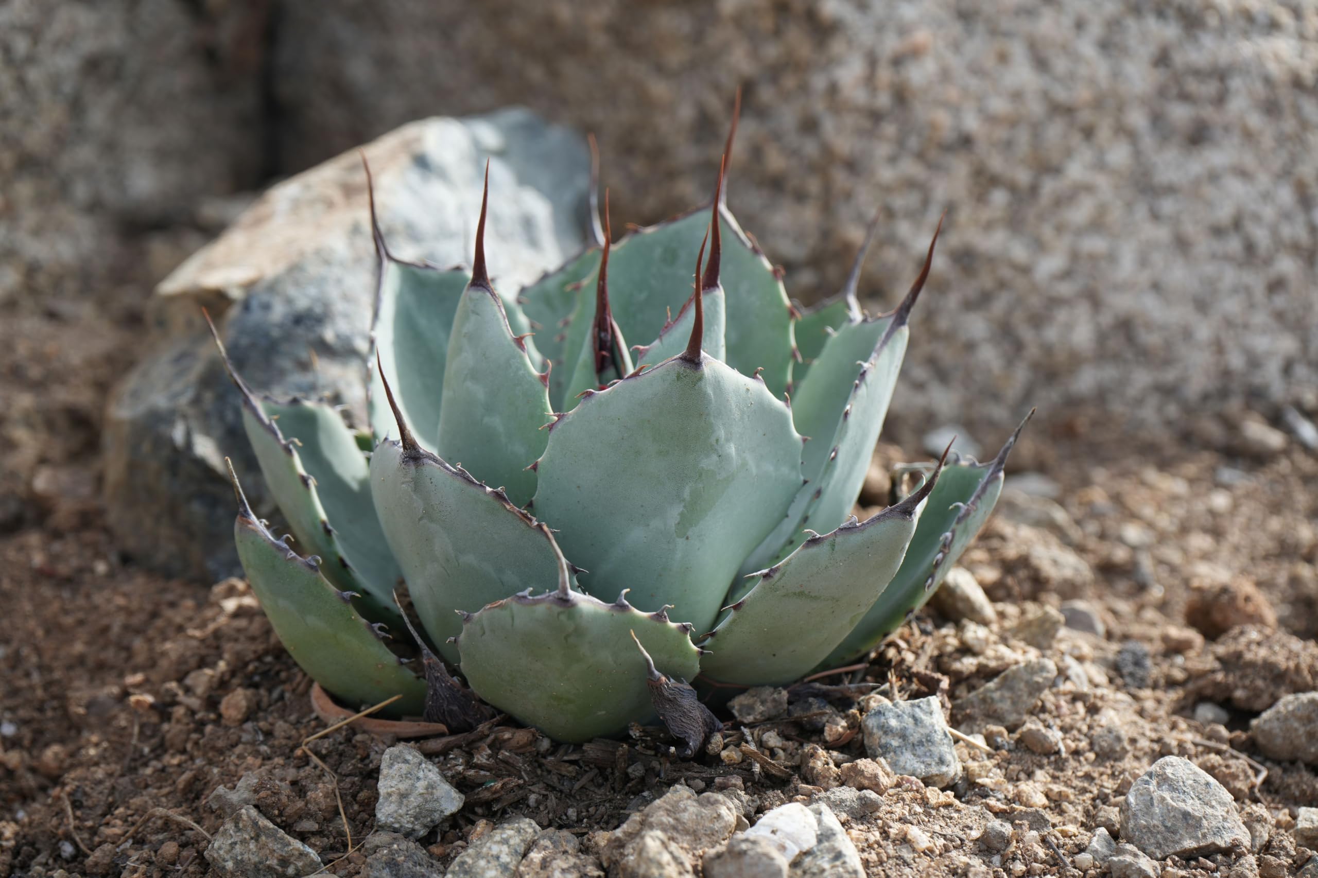 Agave parryi var. truncata （フレキシスピナ）213 Agave Parryi var Truncata — GDNC Nursery