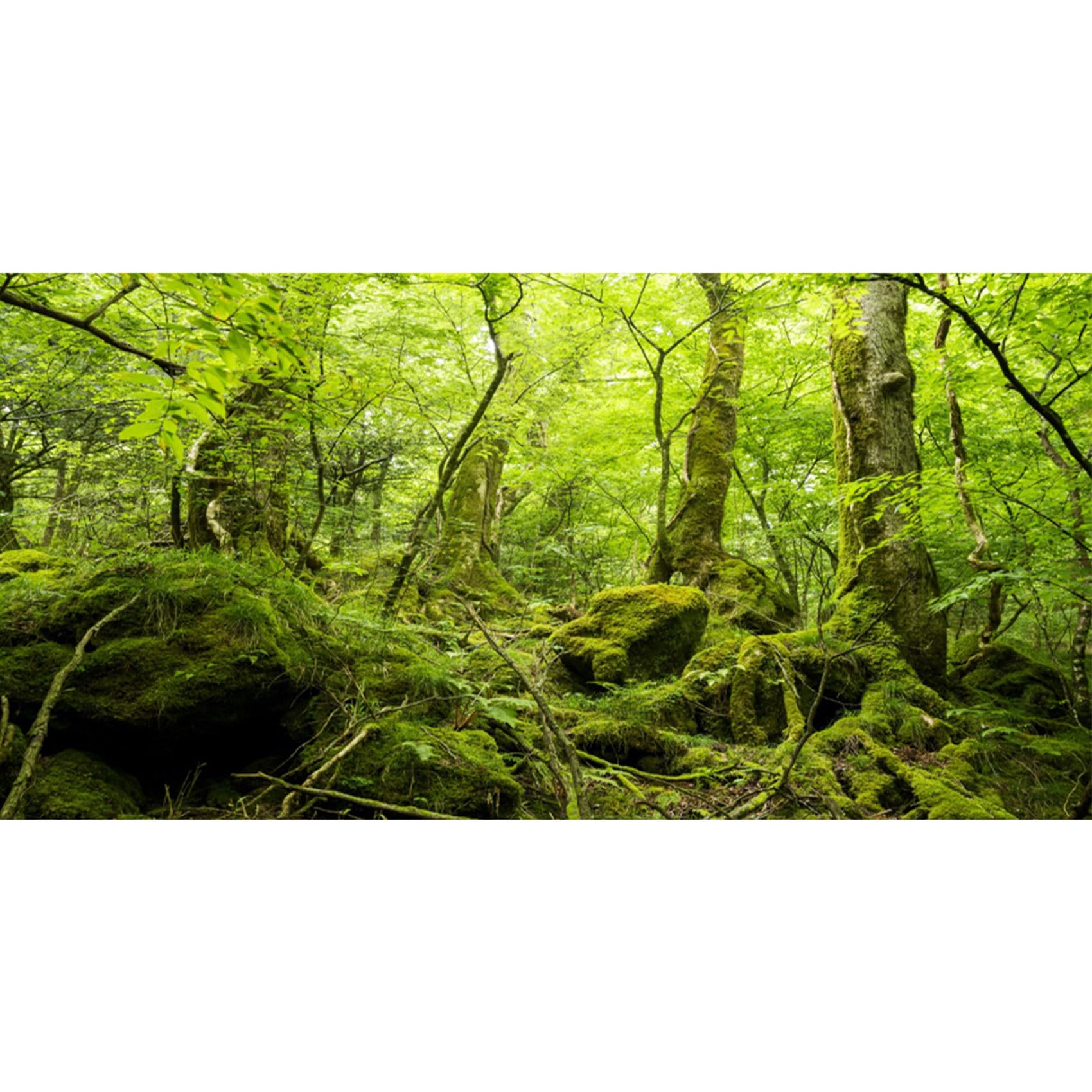 MIRRORANG 180x61cm Terrarium Background Tropical Rainforest Reptile Habitat Background Green Huge Tree Stone Forest Aquarium Background Durable Vinyl Background โ image 1