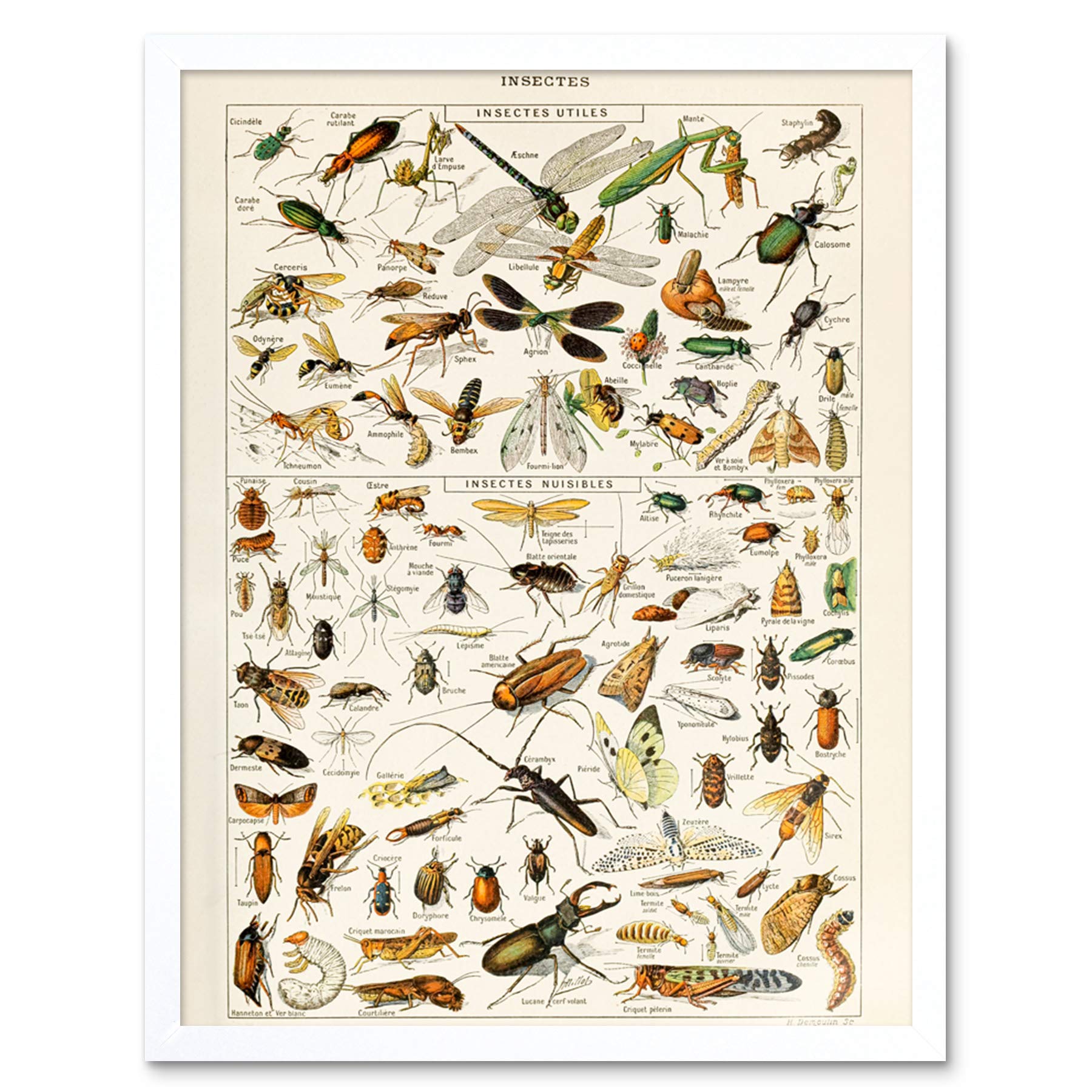 Artery8 Millot Encyclopedia Page Molluscs Shells Art Print Framed Poster Wall Decor 12x16 inch — view 96