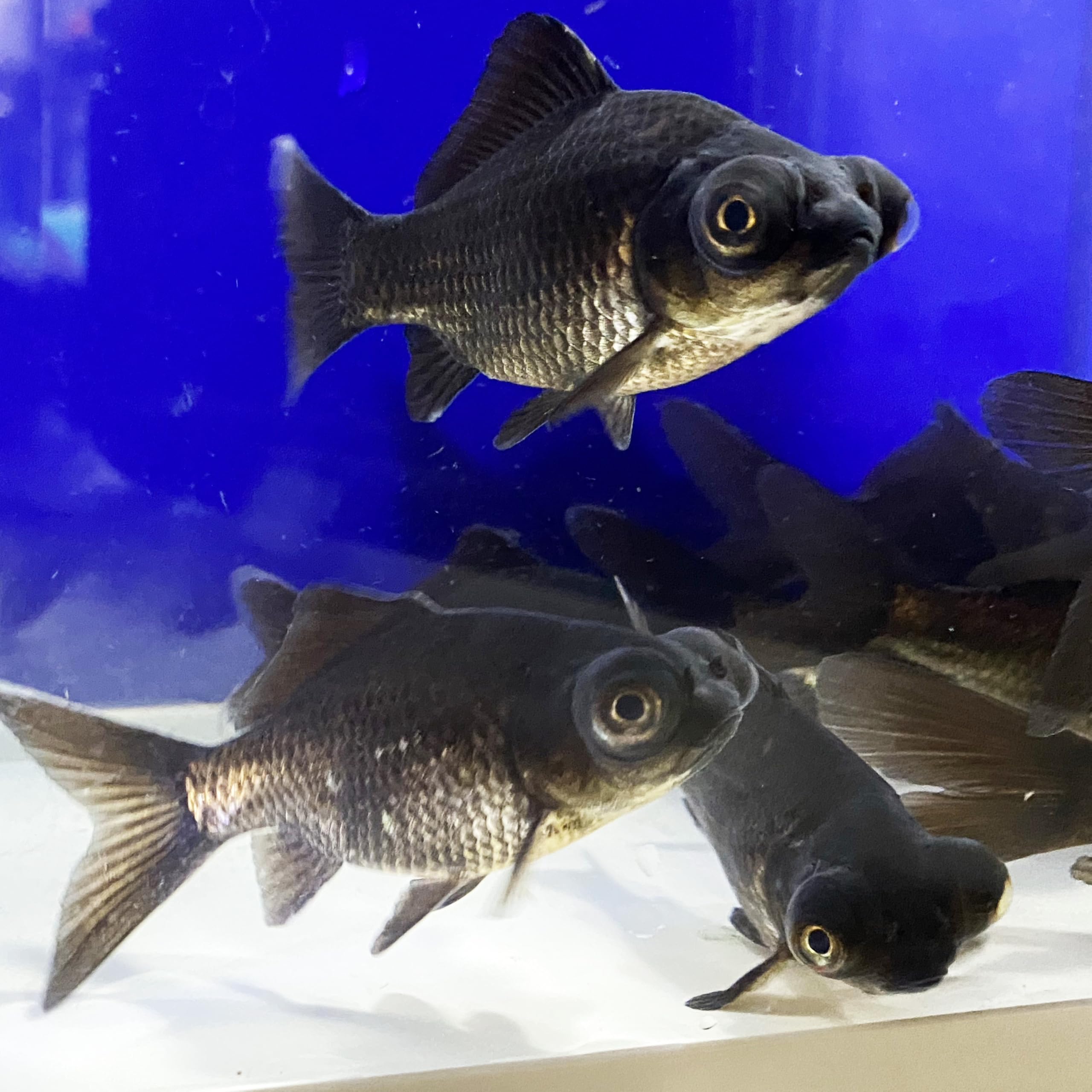 希少中国微墨　2種　猿　金魚 希少中国微墨 2種 猿 金魚