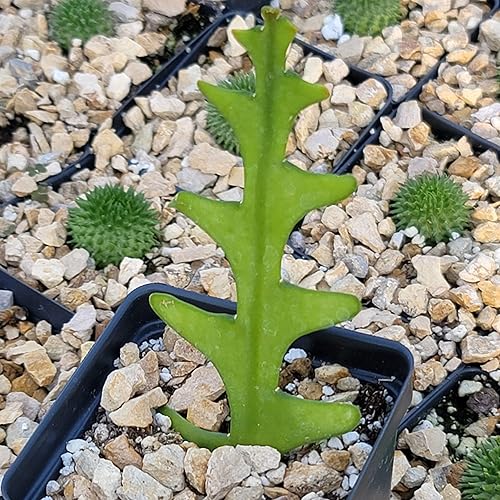 Miniatura 5 de Planet Desert Epiphyllum anguliger Fishbone Cactus