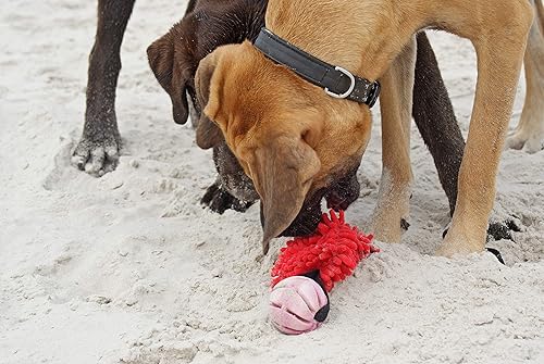 Miniatura 10 de Dingo - Juguete de tira y afloja para perros para jugar al aire libre y agilidad de transición, juguete interactivo con amortiguador elástico y bola